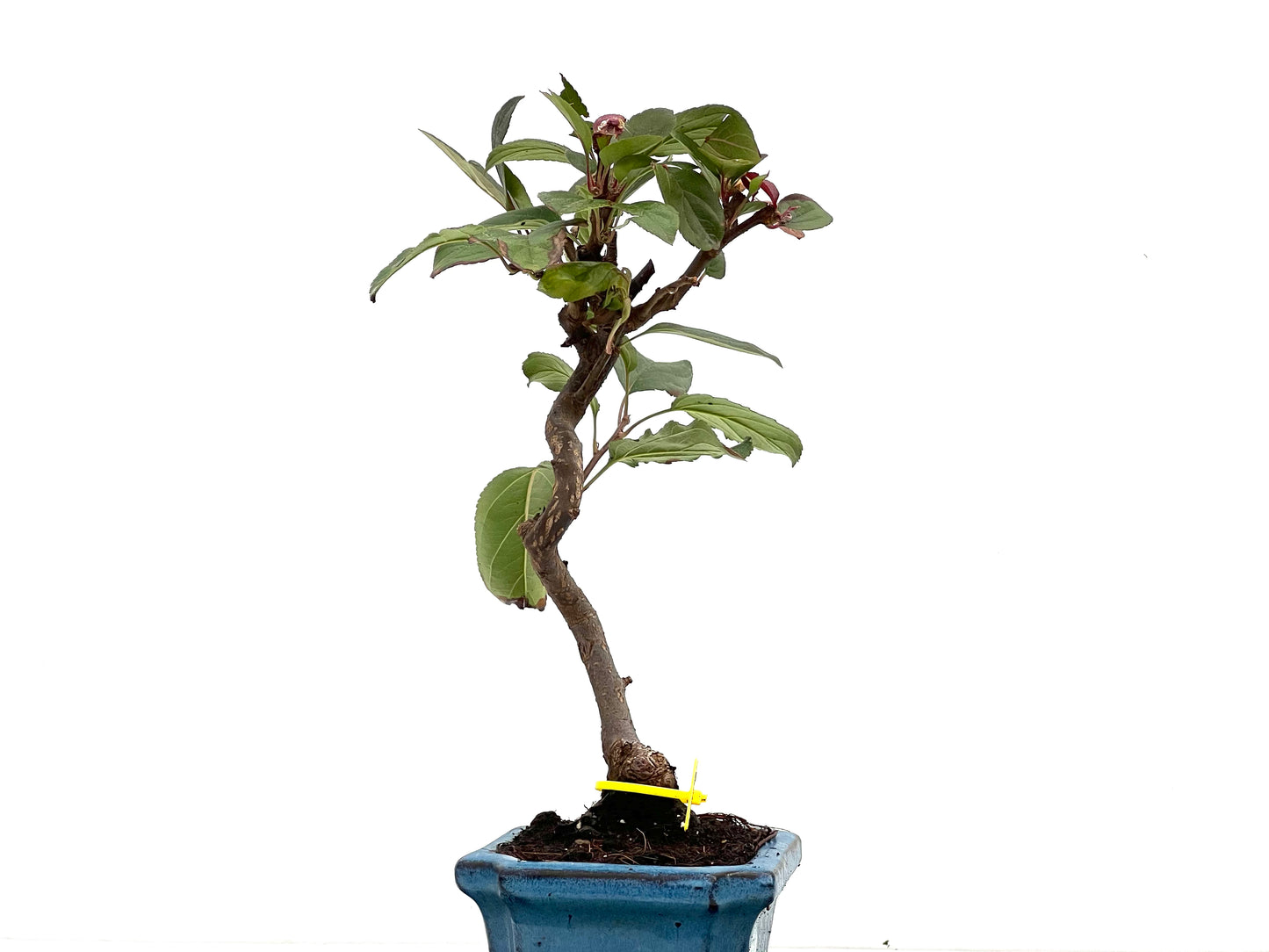 Malus Domestica 2850