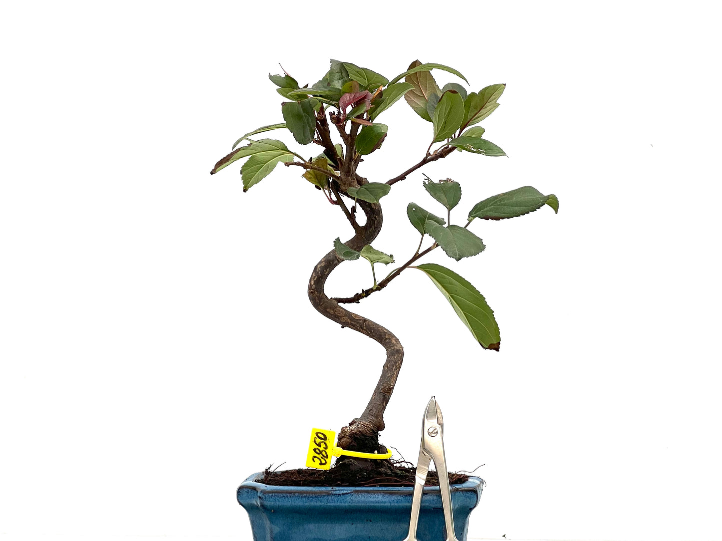 Malus Domestica 2850