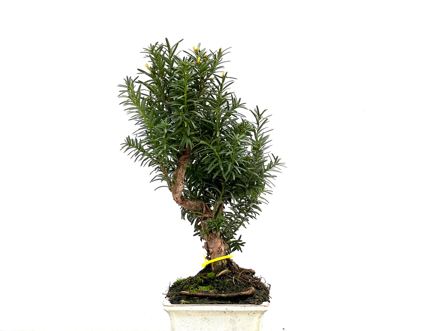 Taxus Baccata 2846