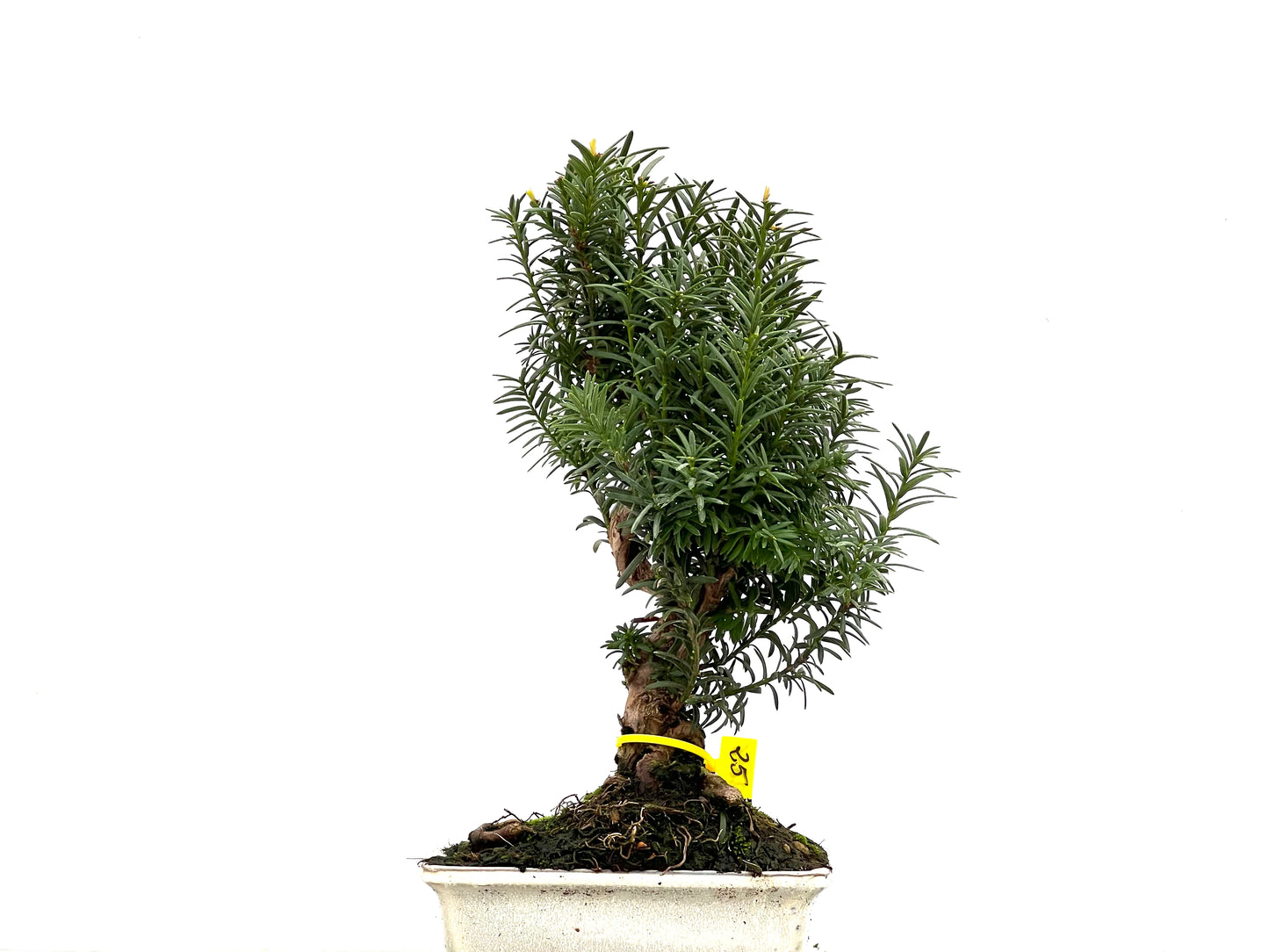 Taxus Baccata 2846