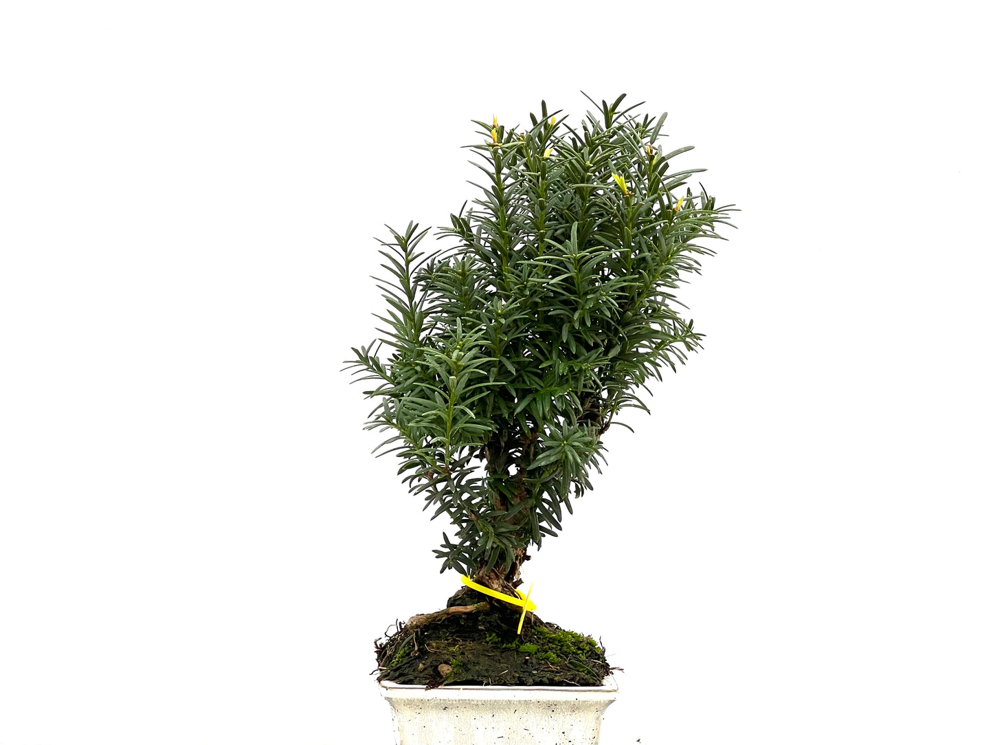 Taxus Baccata 2846