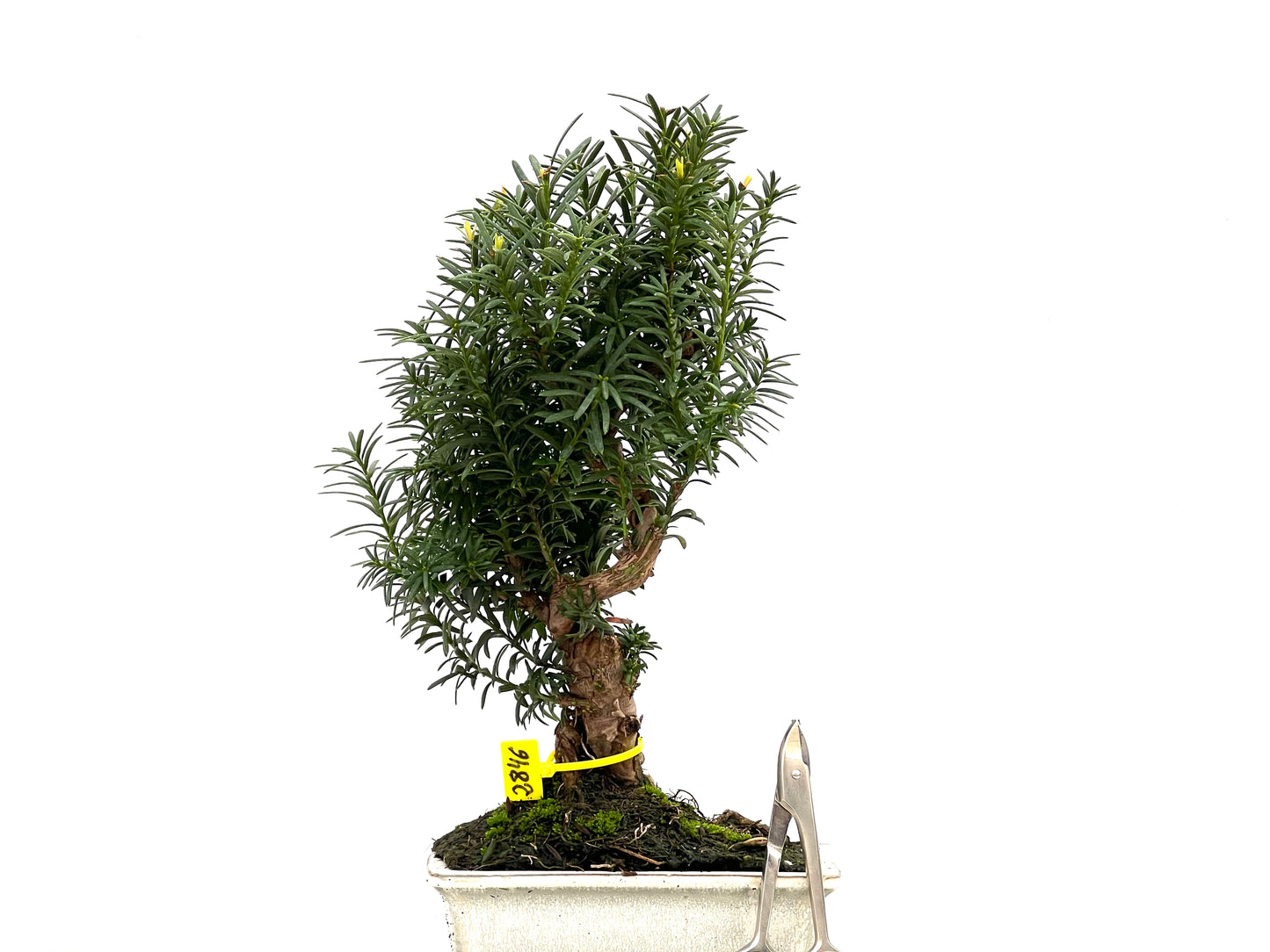 Taxus Baccata 2846