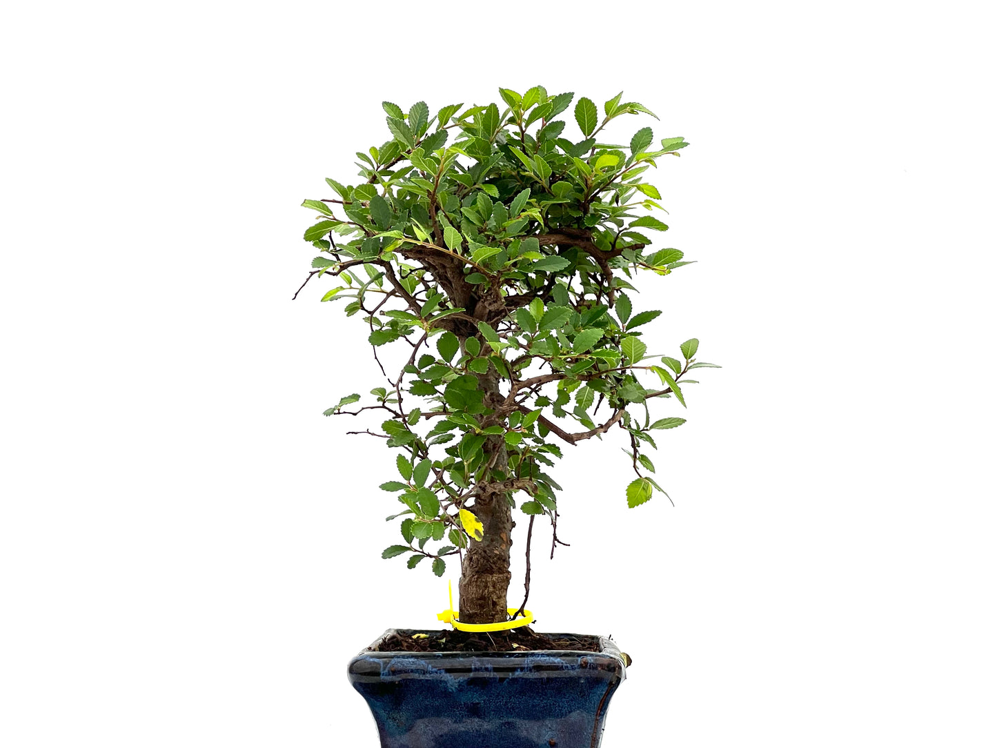 Ulmus Parvifolia 2845
