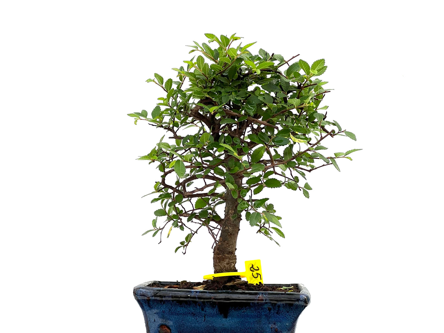 Ulmus Parvifolia 2845