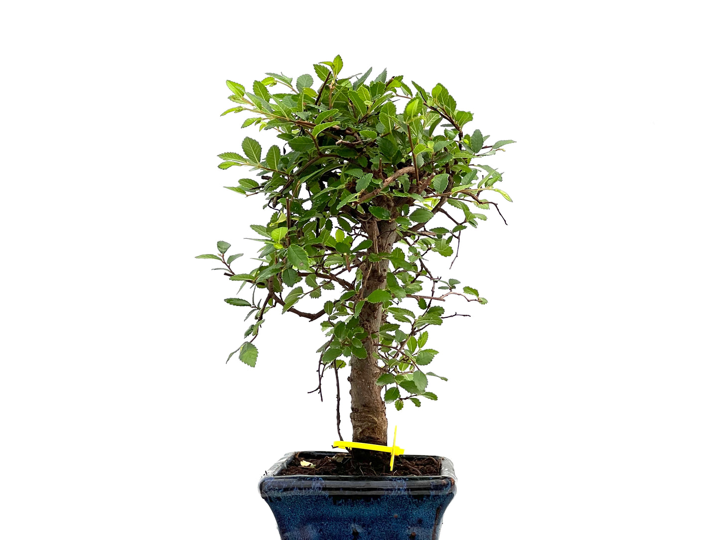 Ulmus Parvifolia 2845