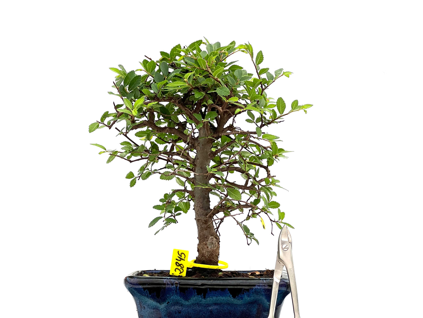 Ulmus Parvifolia 2845