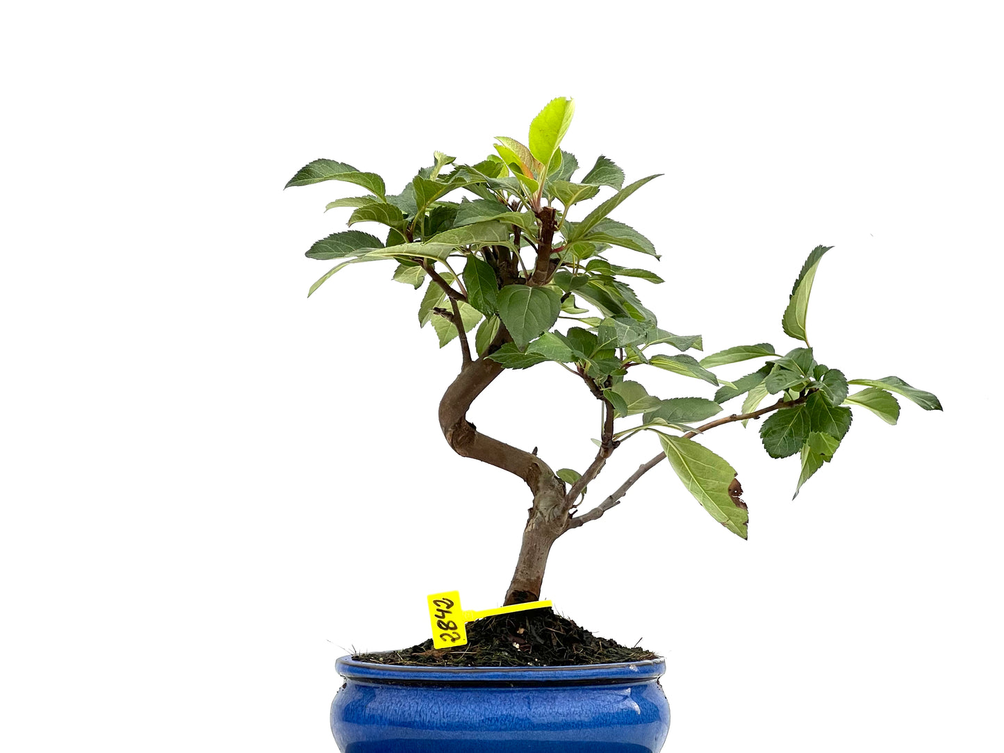 Malus Everest 2842