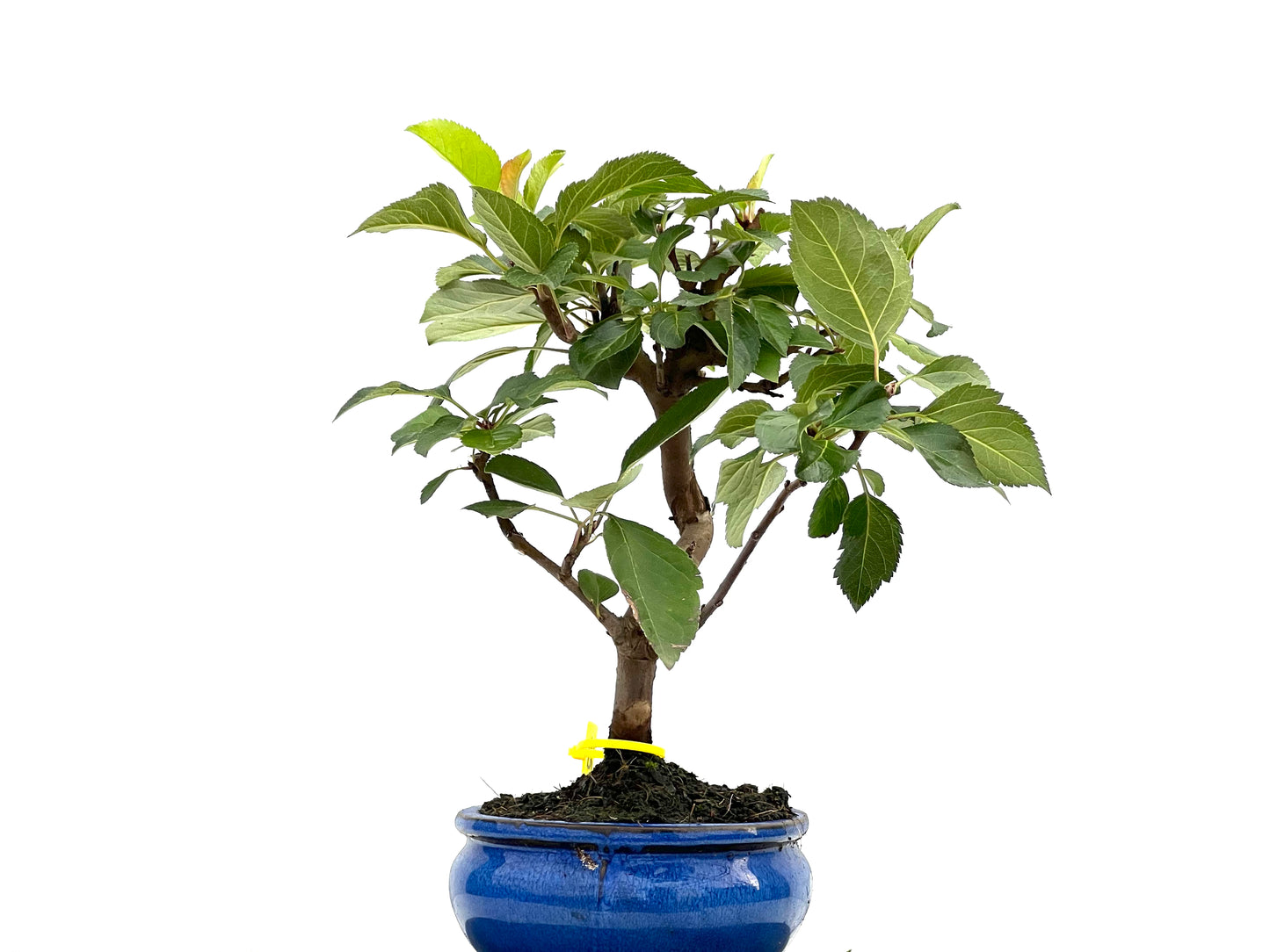 Malus Everest 2842