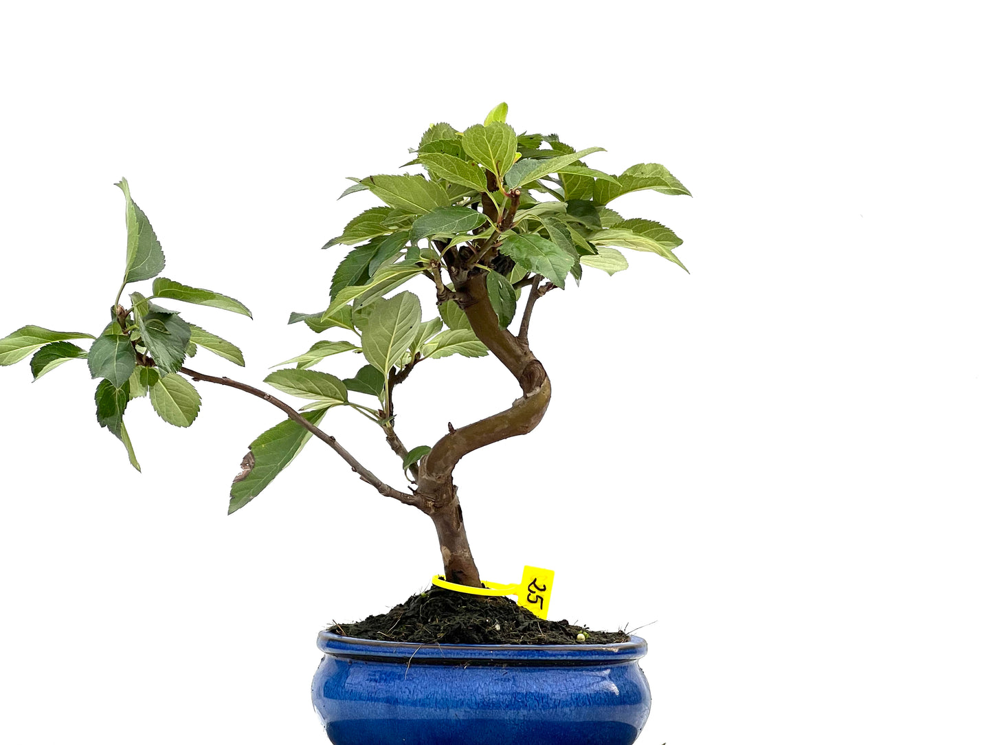 Malus Everest 2842
