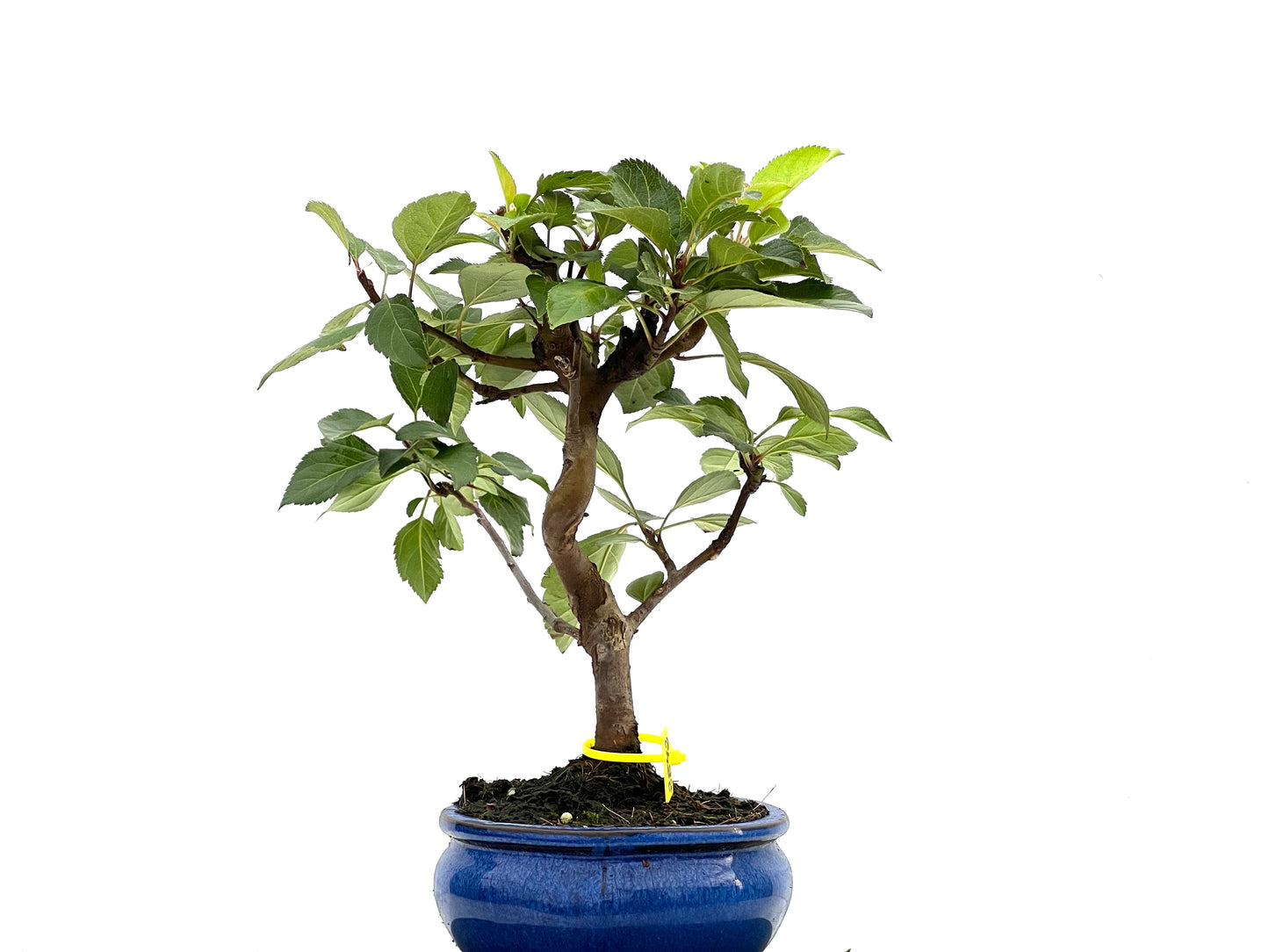 Malus Everest 2842