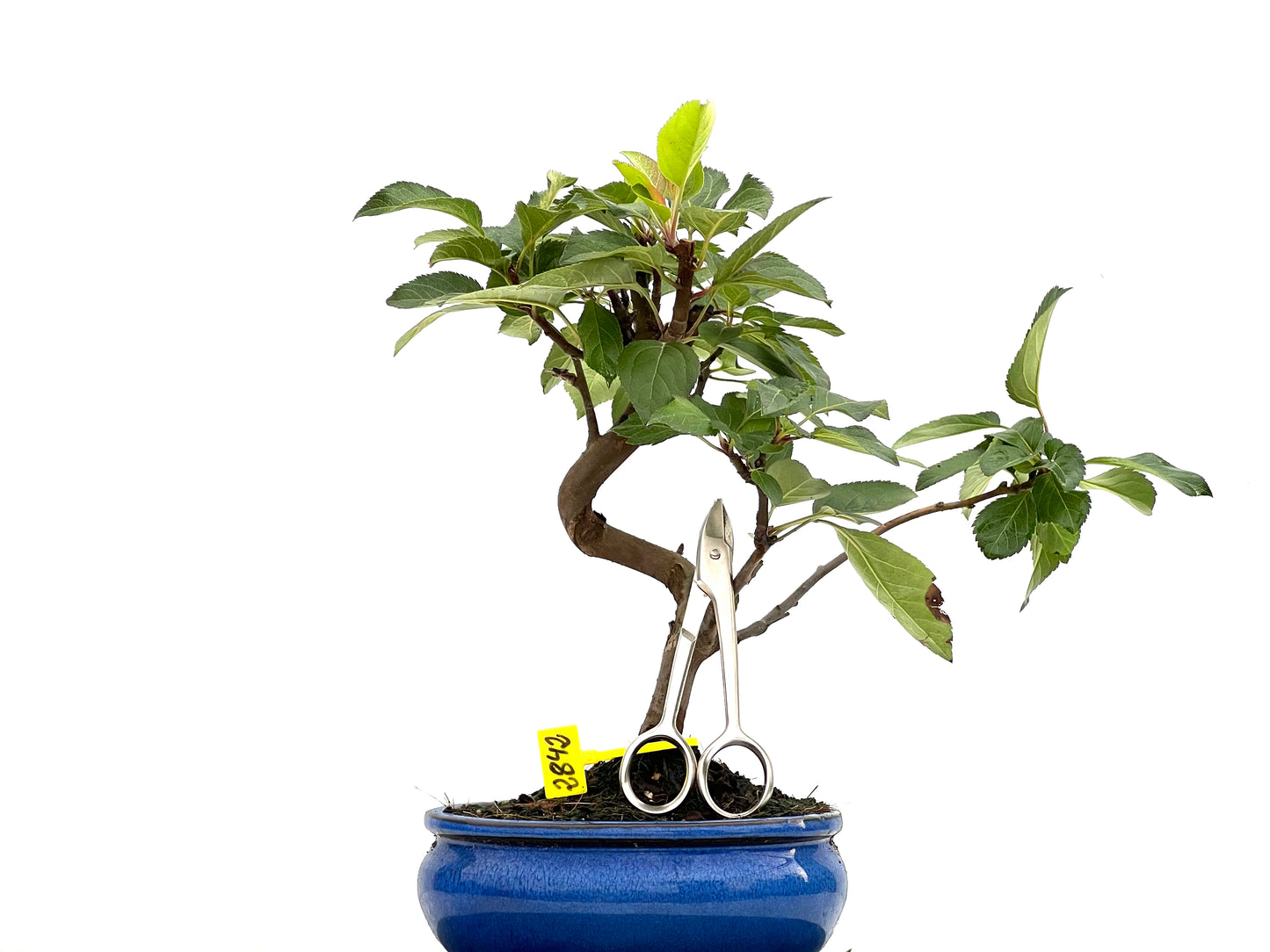 Malus Everest 2842