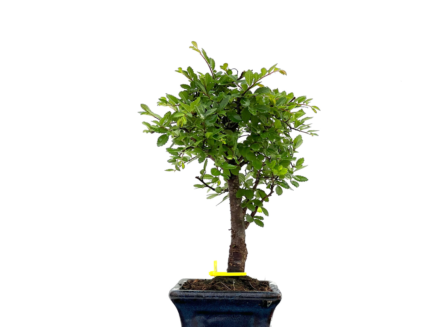 Ulmus Parvifolia 2847