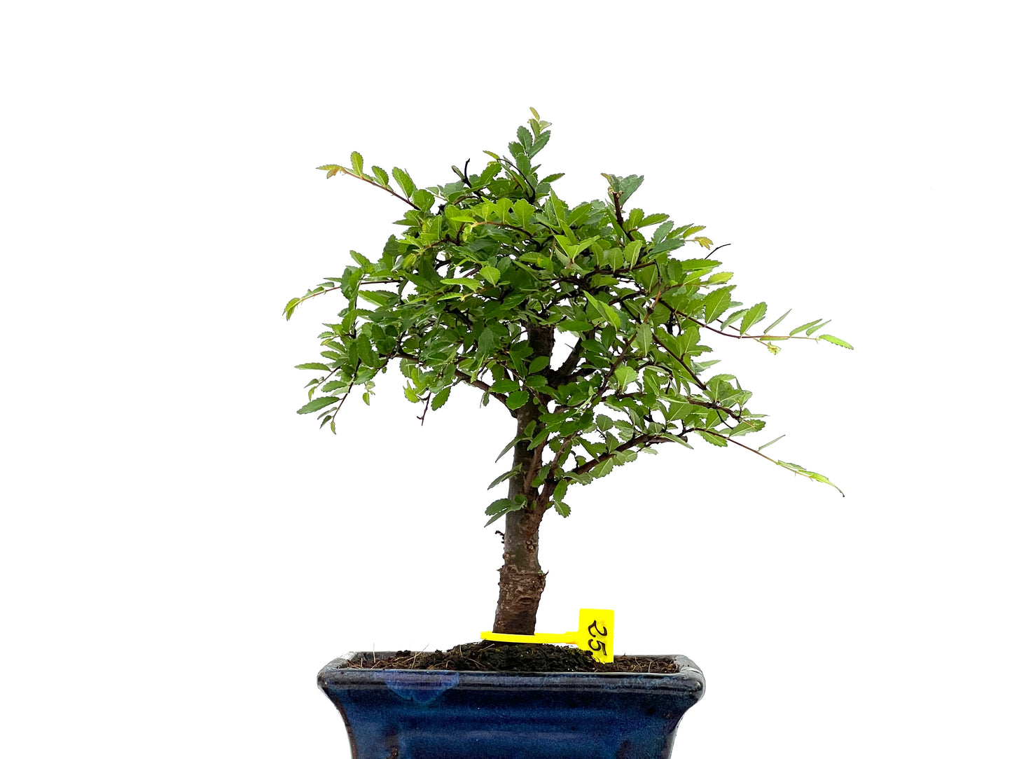 Ulmus Parvifolia 2847
