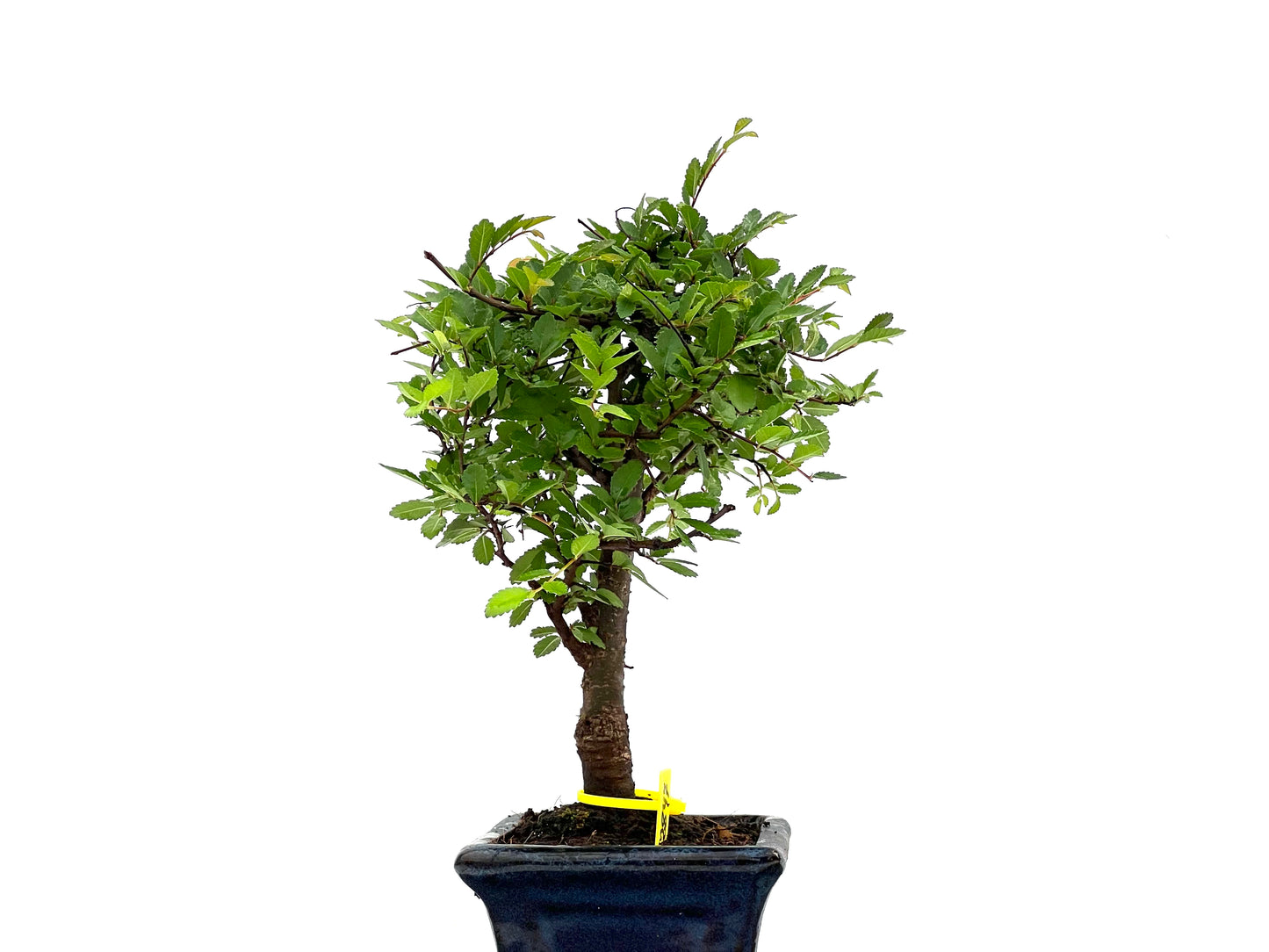 Ulmus Parvifolia 2847