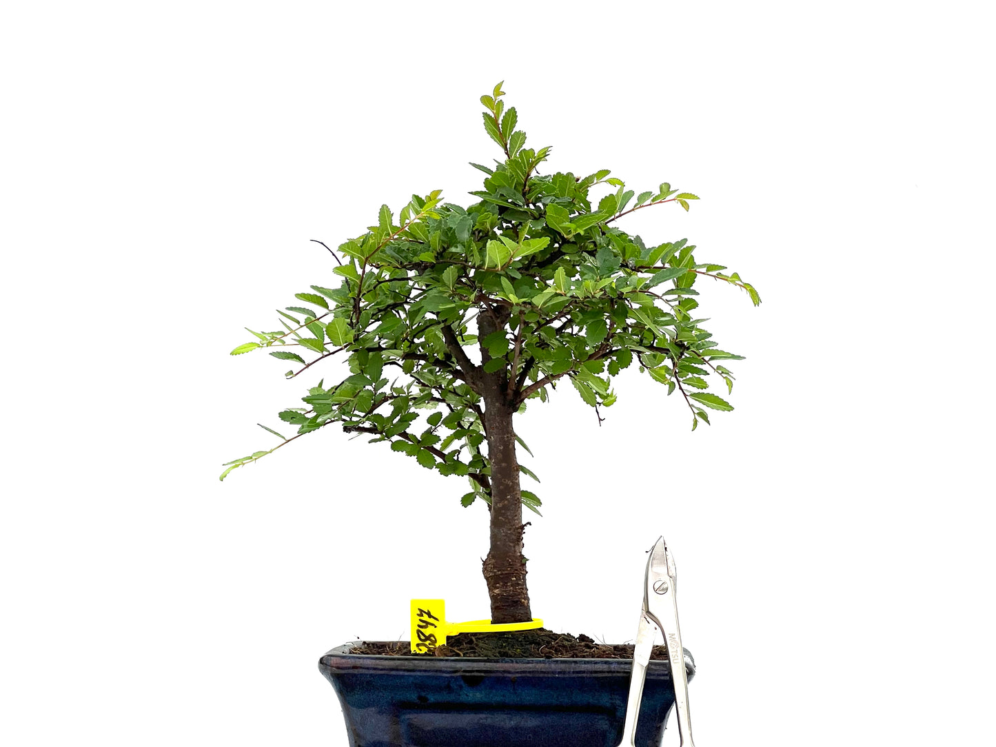 Ulmus Parvifolia 2847