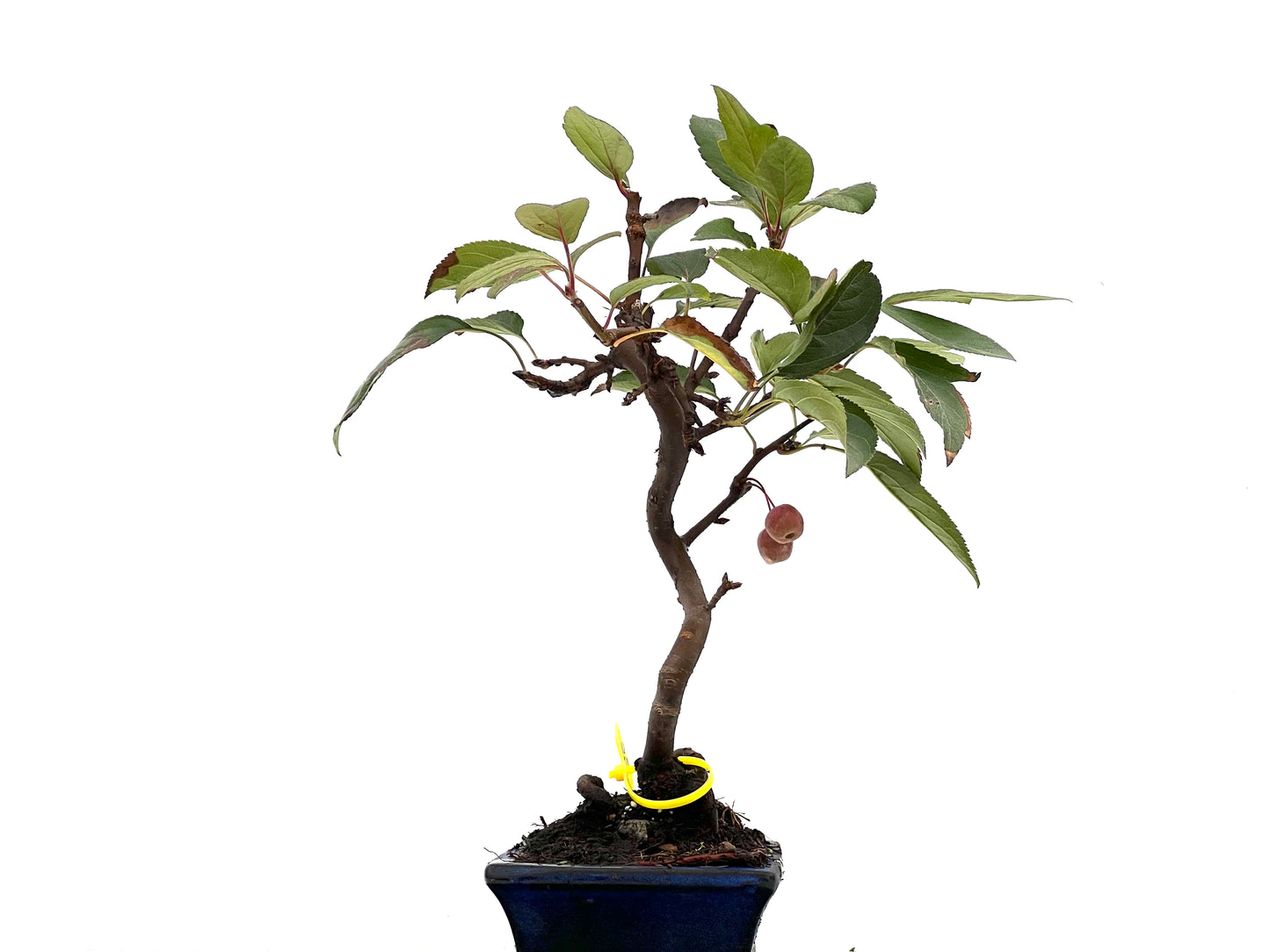 Malus Everest 2848