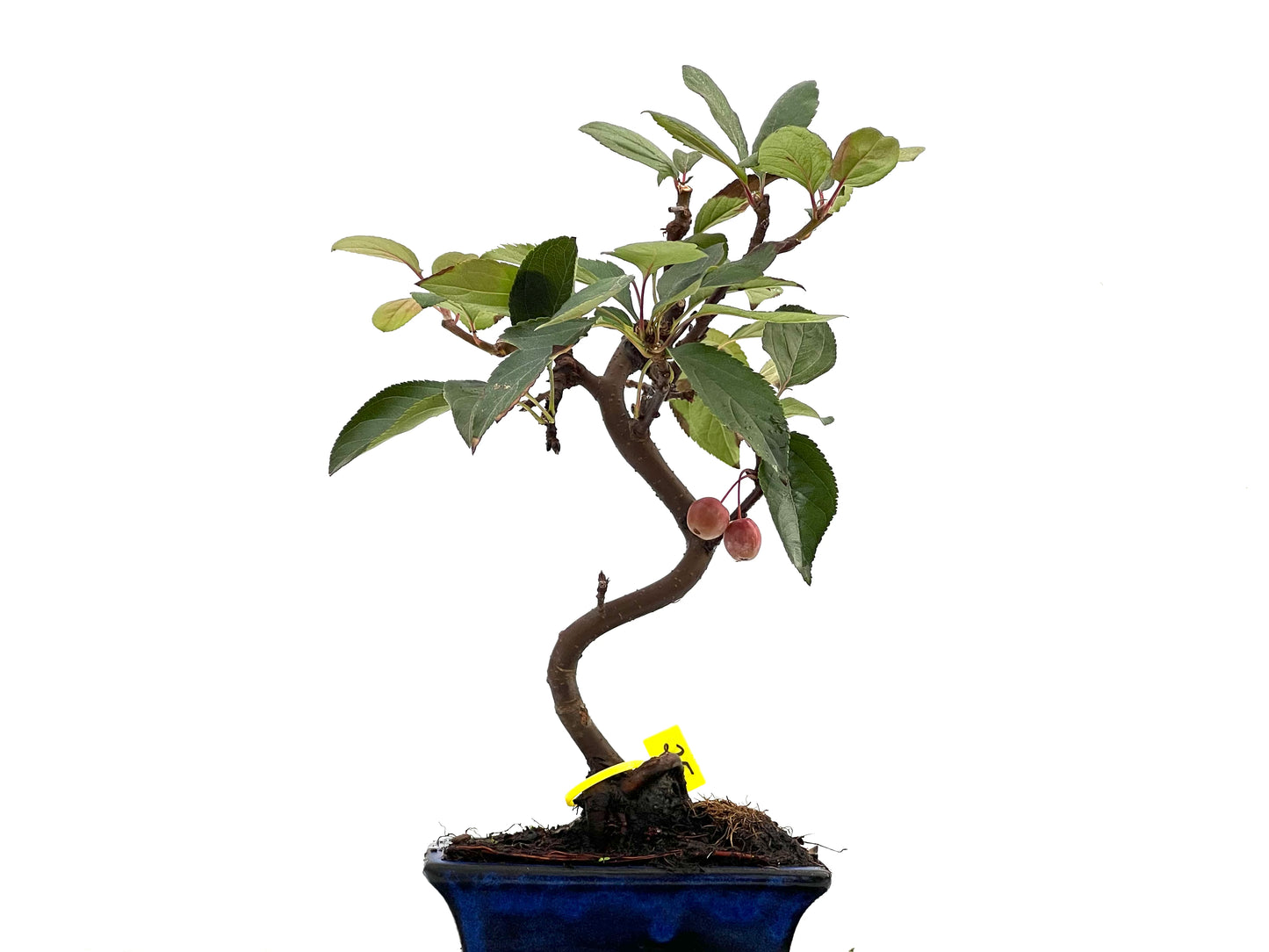 Malus Everest 2848