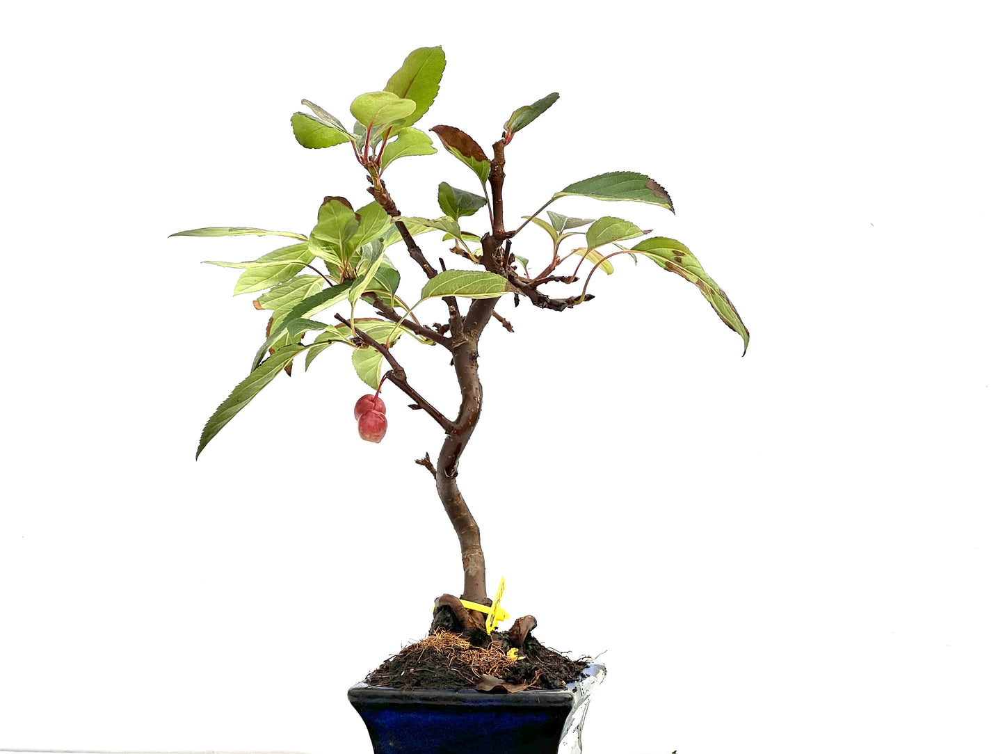 Malus Everest 2848