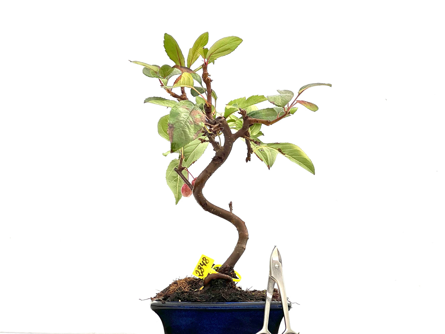 Malus Everest 2848