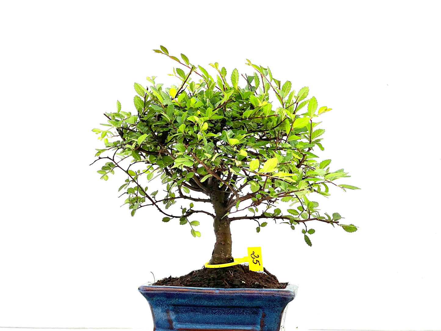 Ulmus Parvifolia 2843