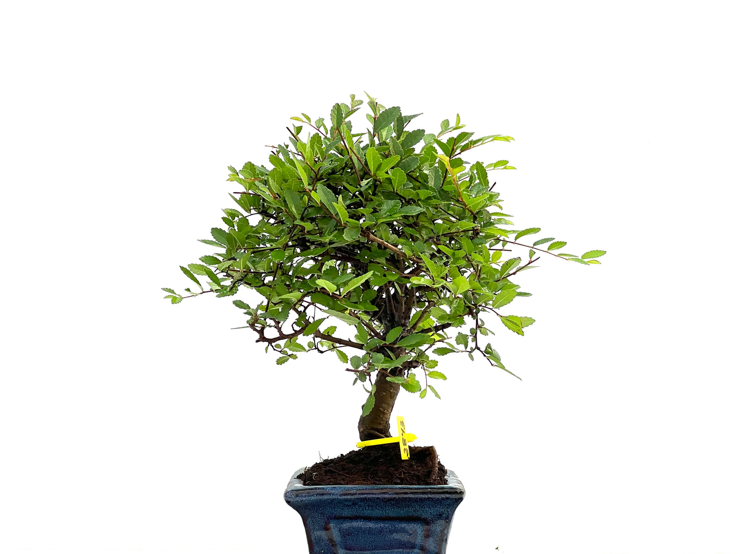 Ulmus Parvifolia 2843