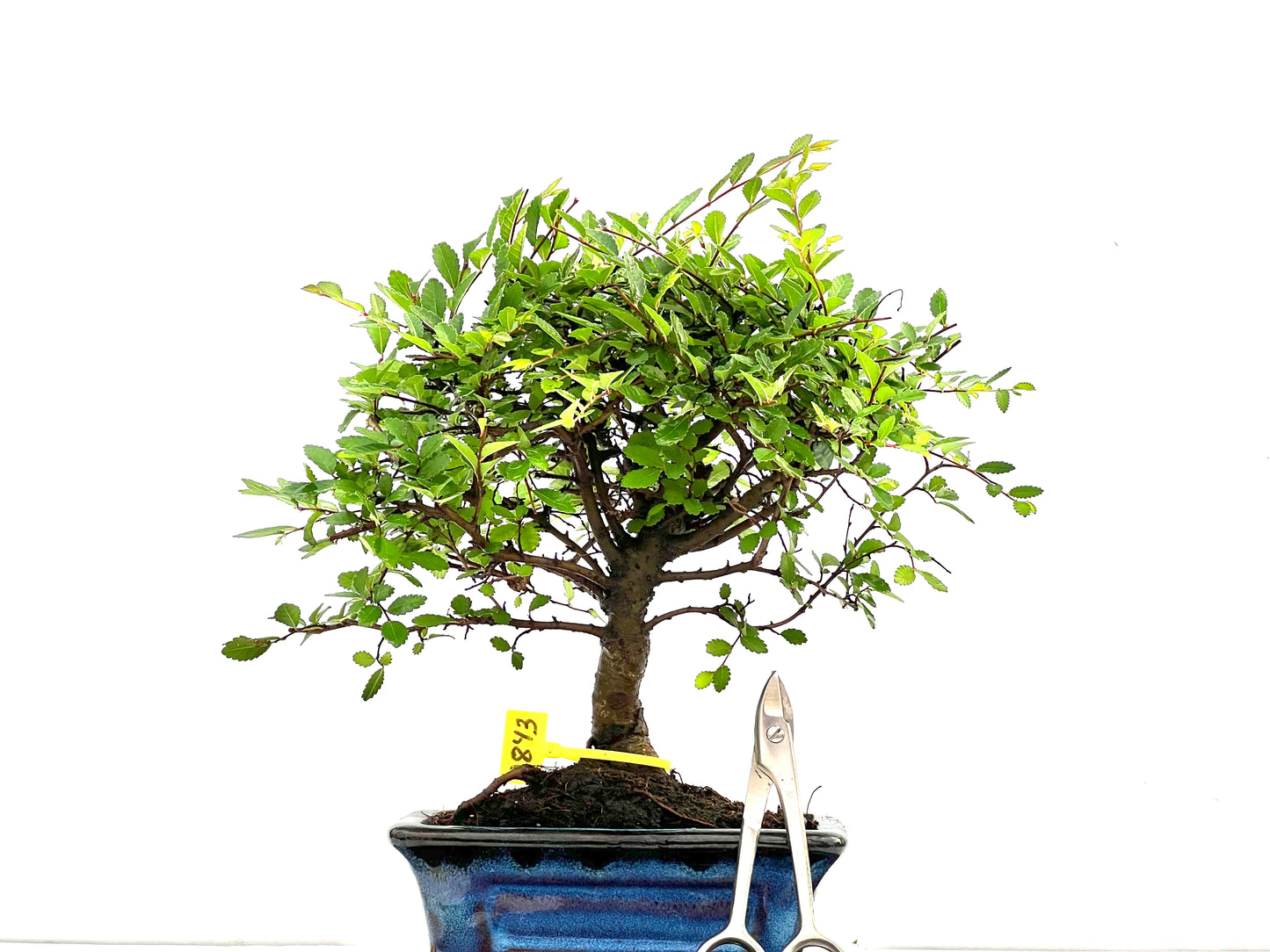 Ulmus Parvifolia 2843