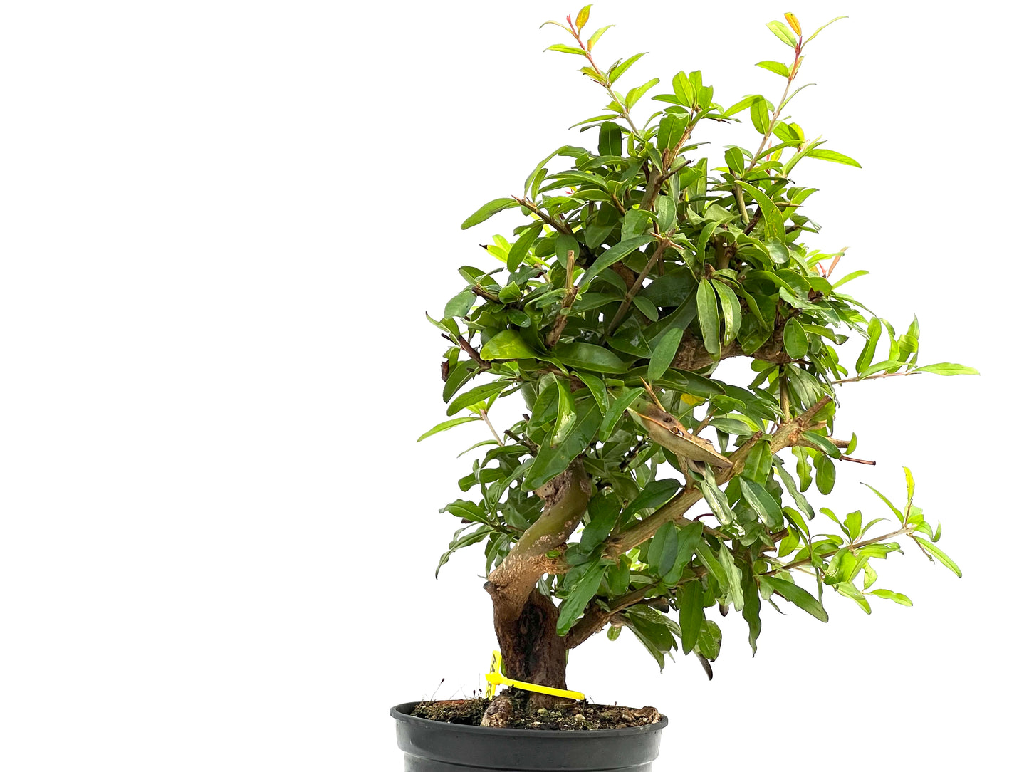 Punica Granatum Nejikan 2849