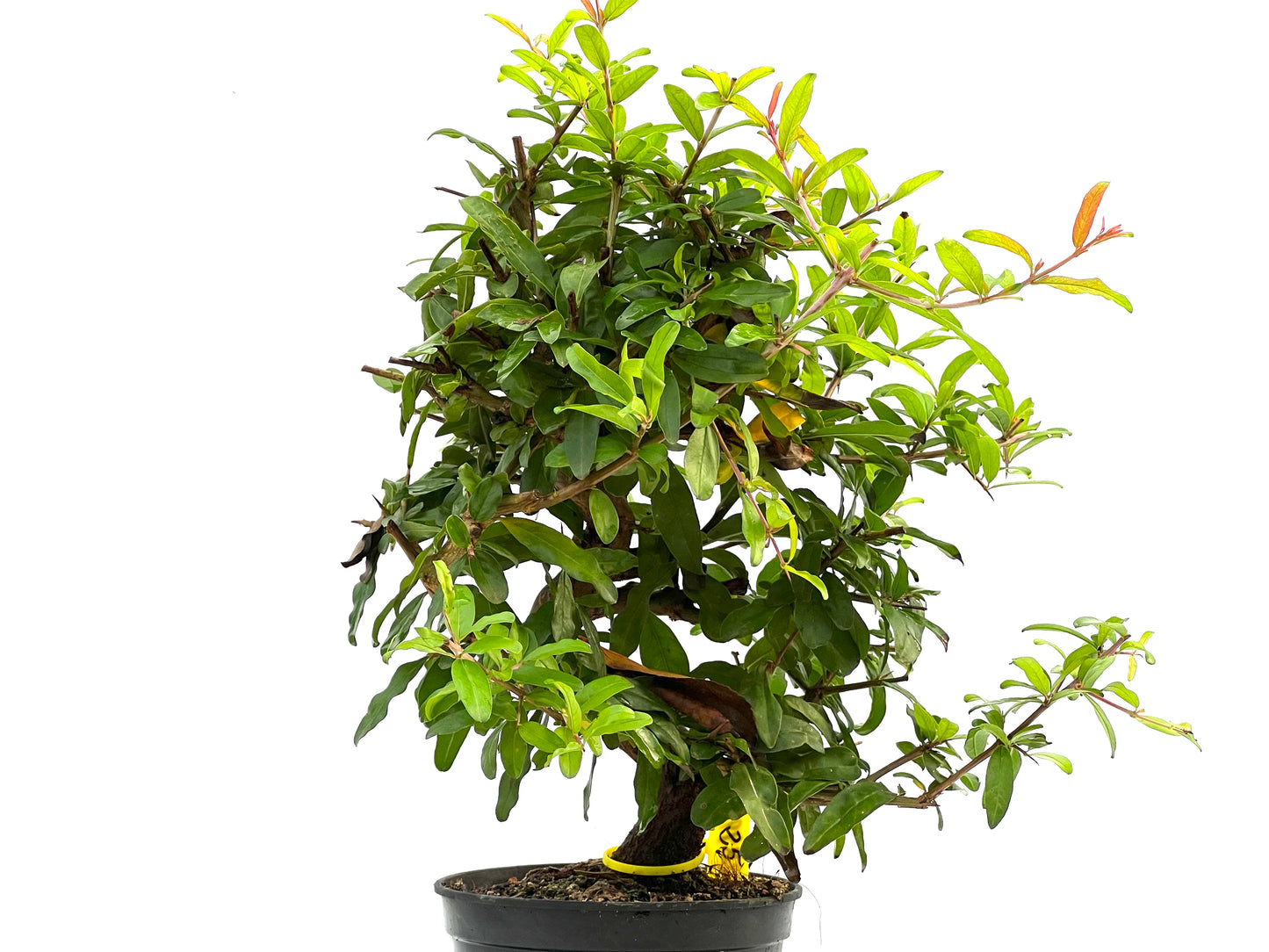 Punica Granatum Nejikan 2849