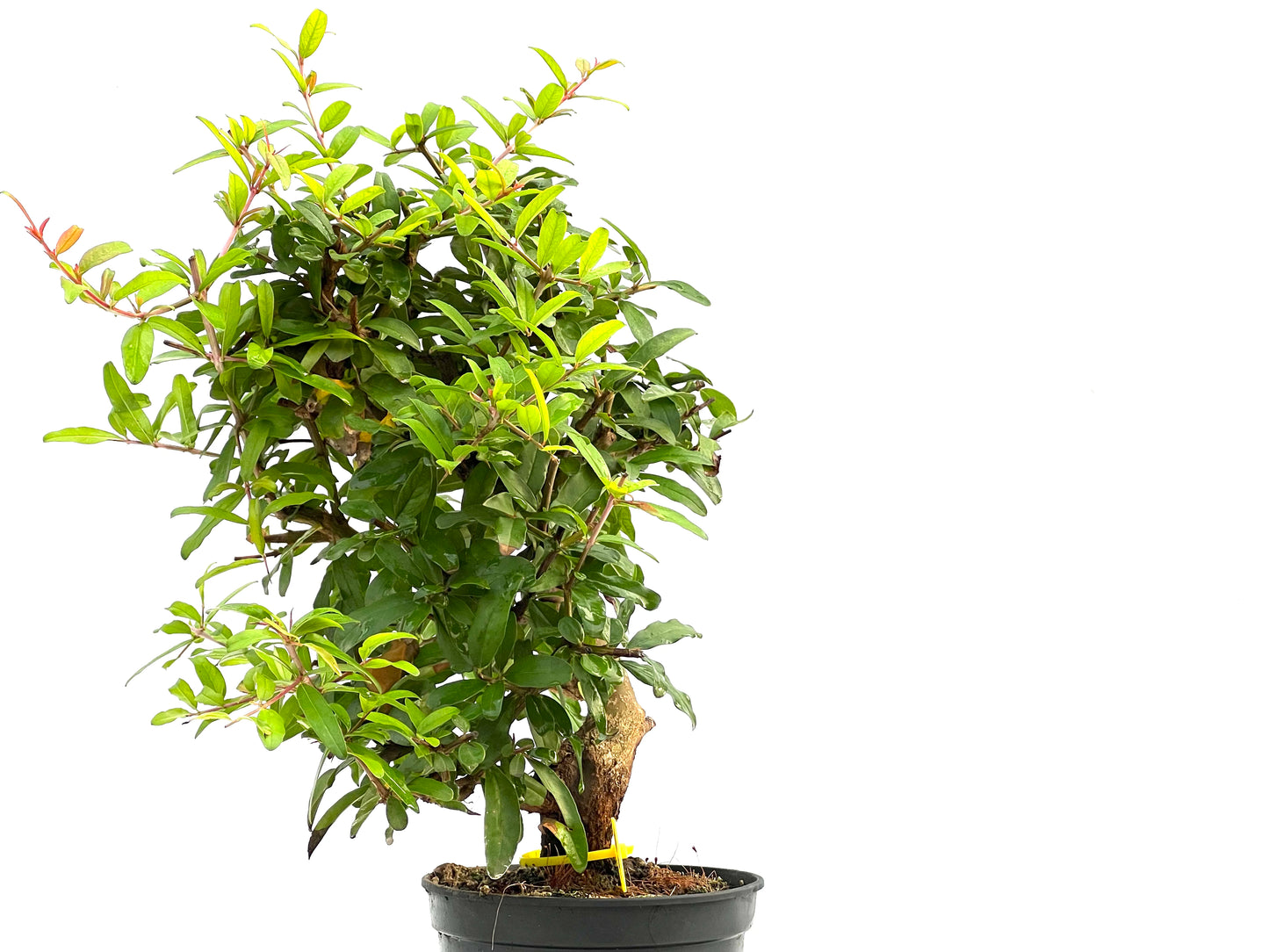 Punica Granatum Nejikan 2849