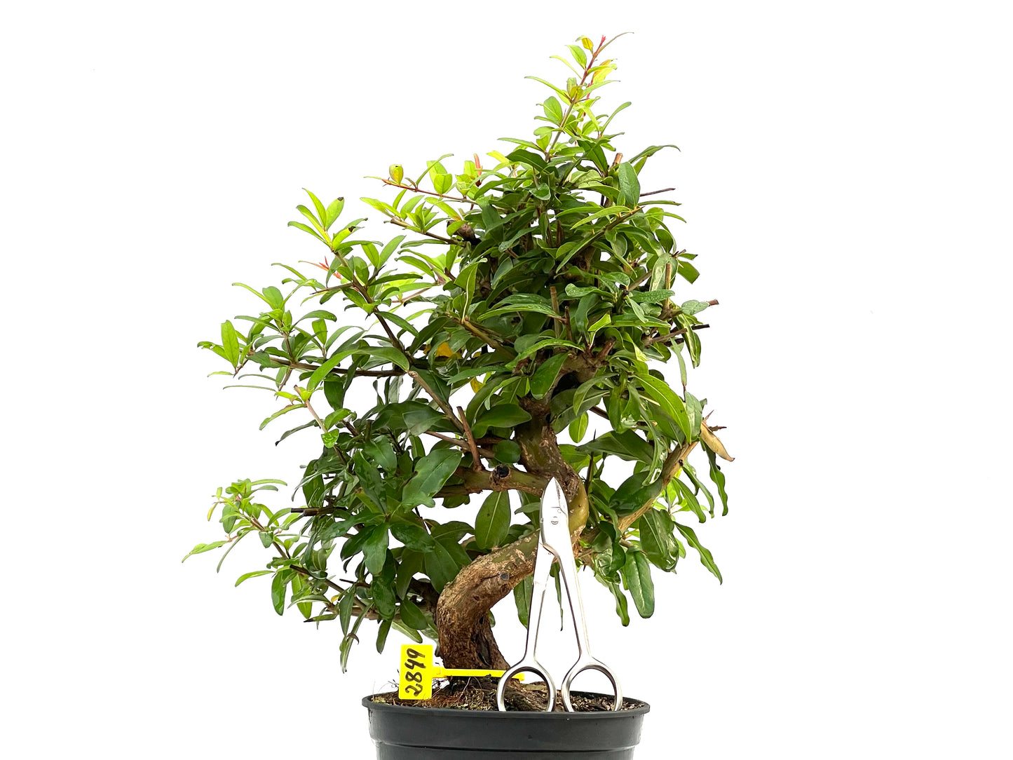Punica Granatum Nejikan 2849