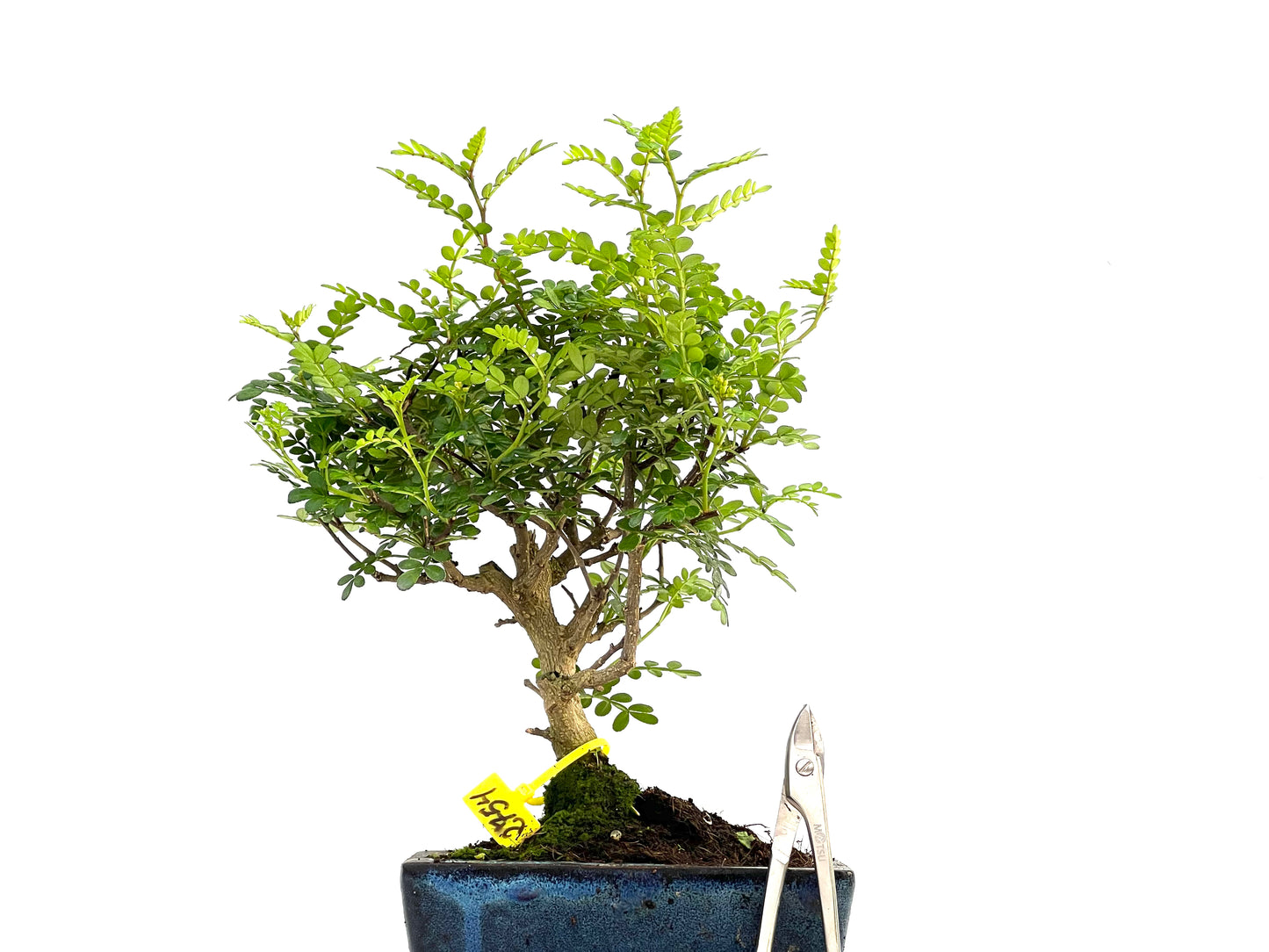 Zhantoxylum Piperitum 2754