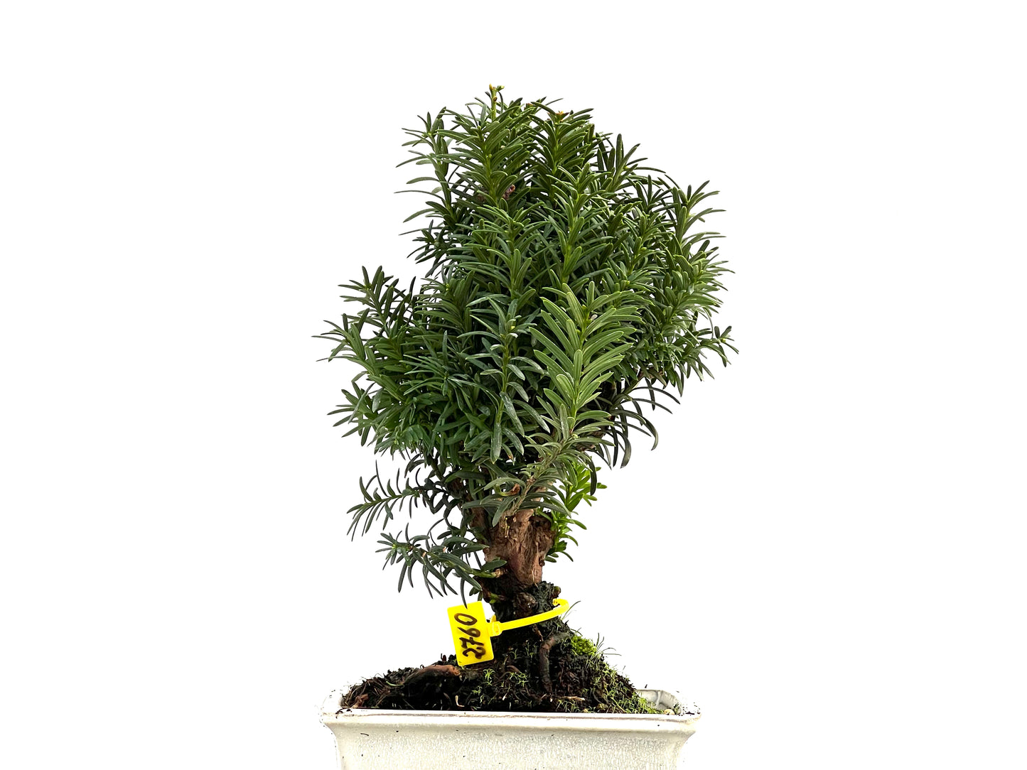 Taxus Baccata 2760