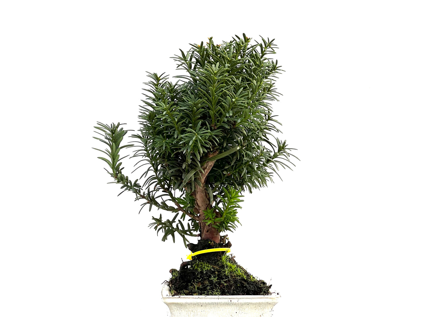 Taxus Baccata 2760