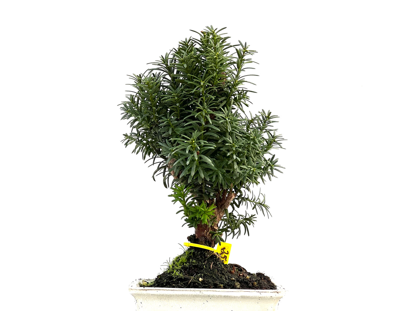 Taxus Baccata 2760