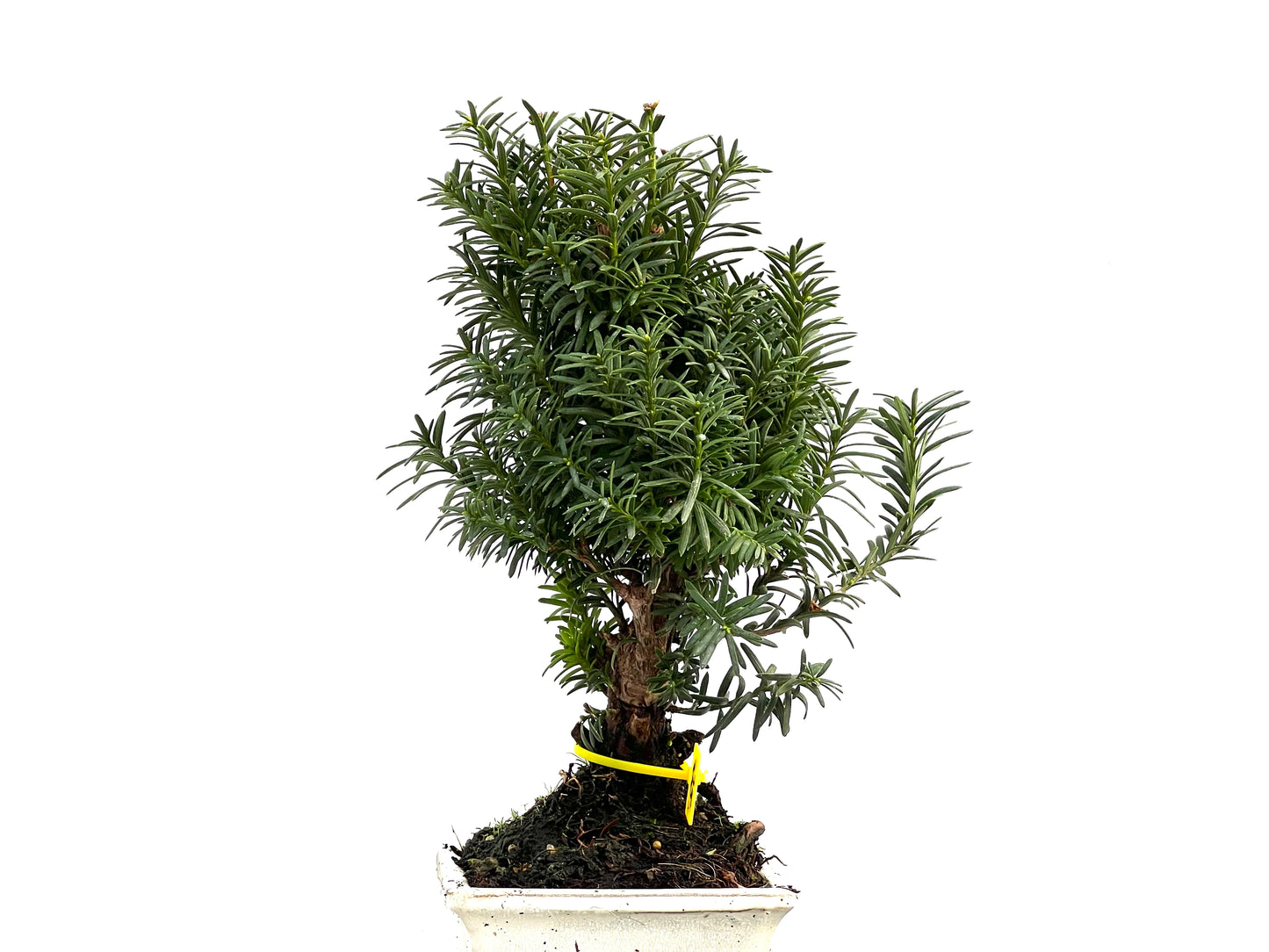 Taxus Baccata 2760