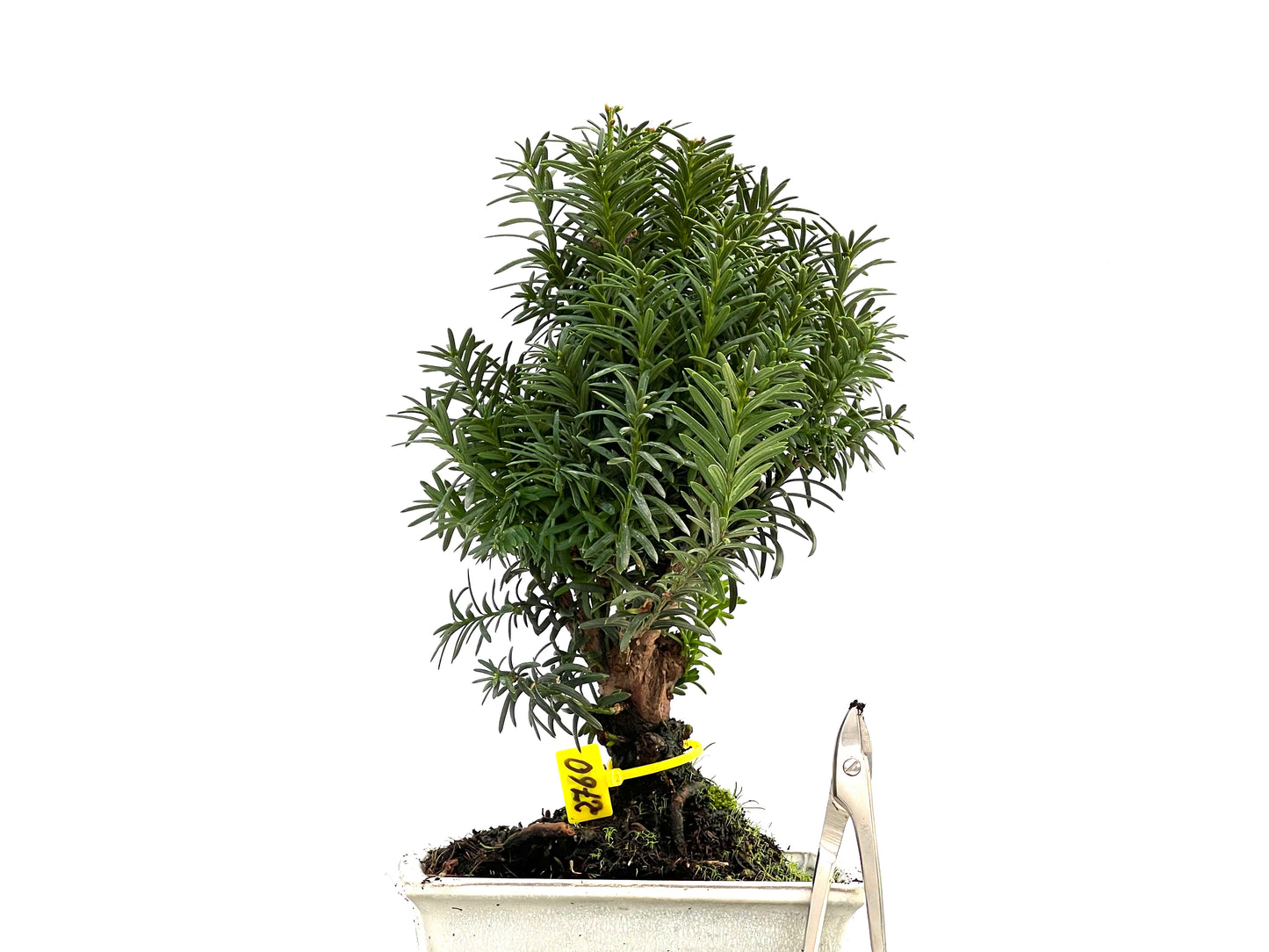 Taxus Baccata 2760