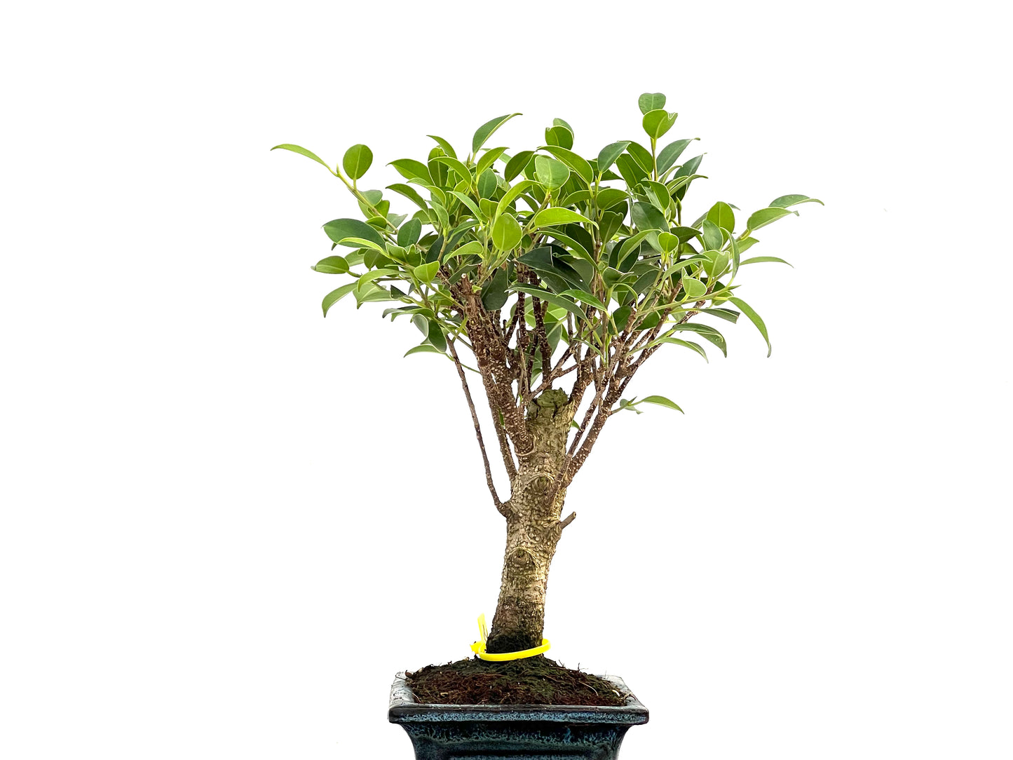 Ficus Tiger Bark 2756