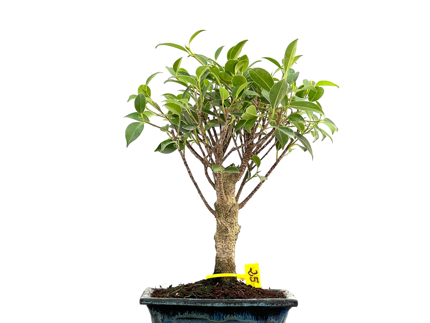Ficus Tiger Bark 2756