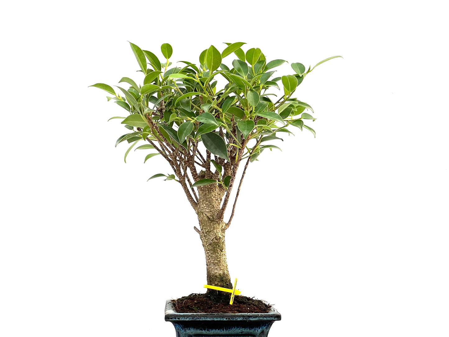 Ficus Tiger Bark 2756