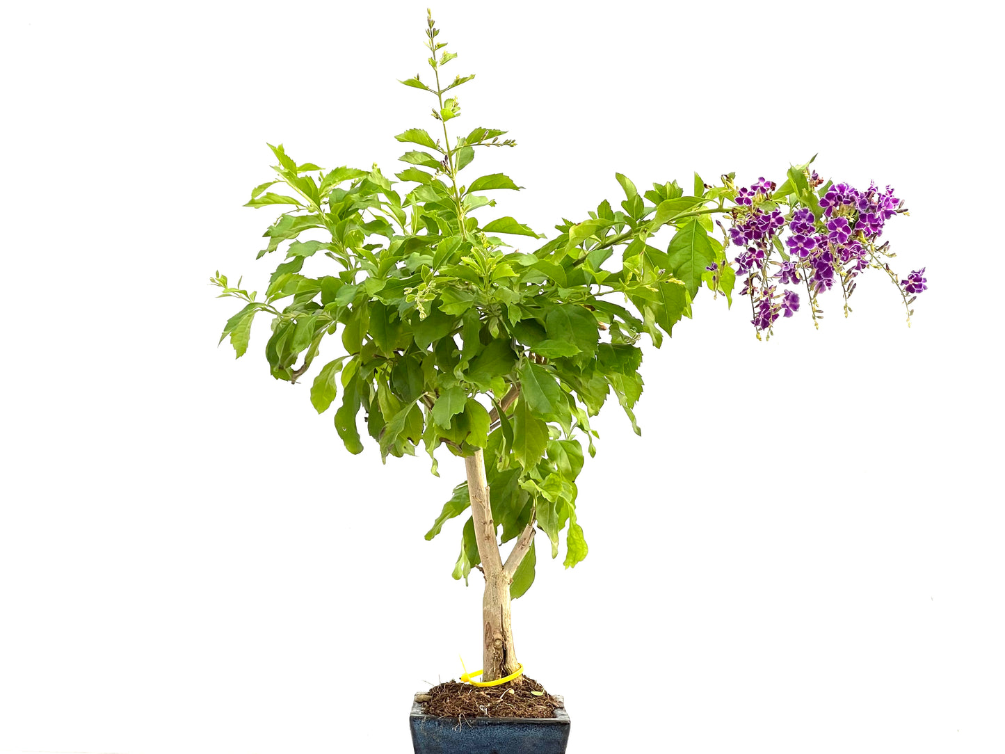 Durantha Repens 2763