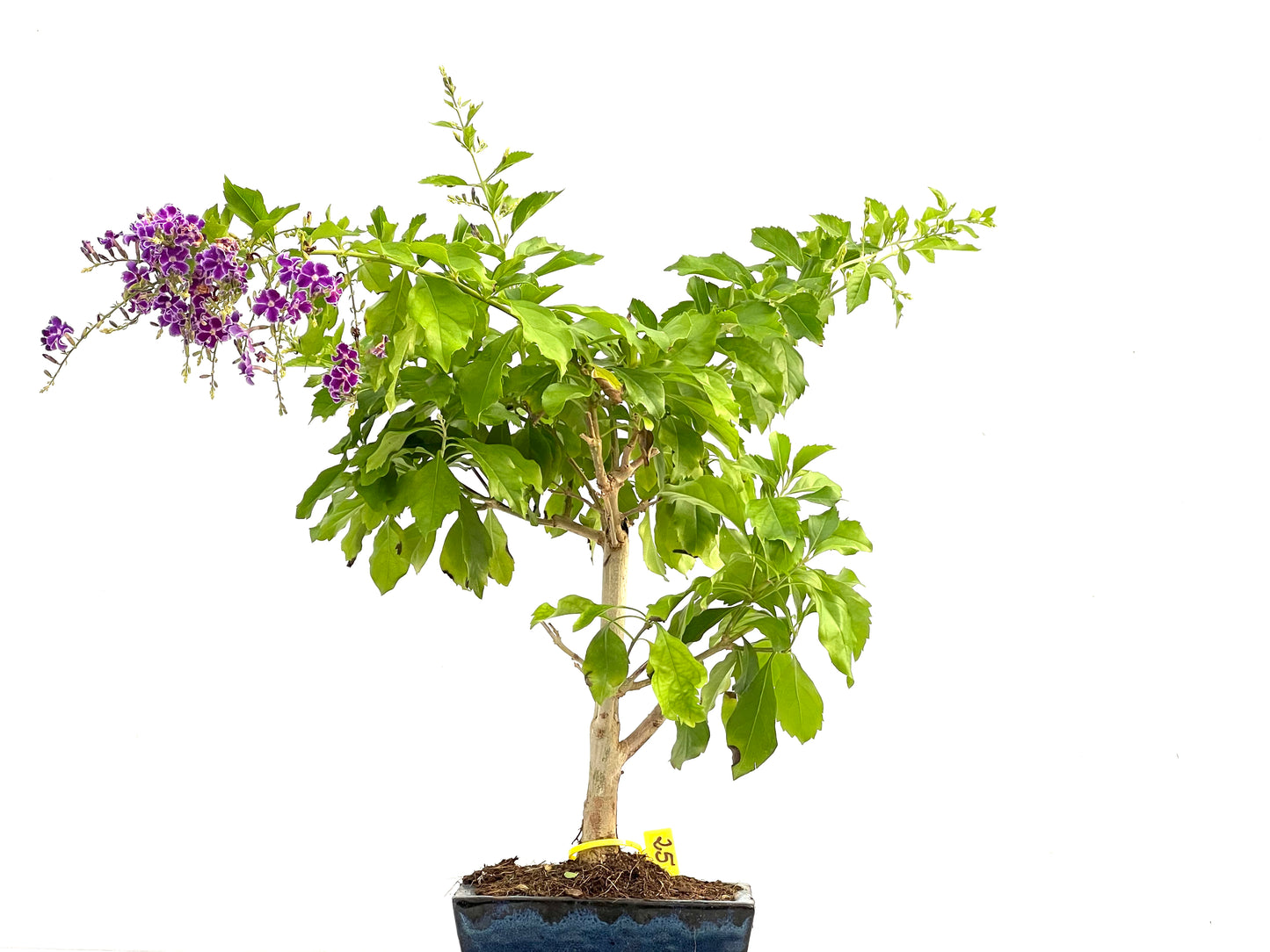 Durantha Repens 2763