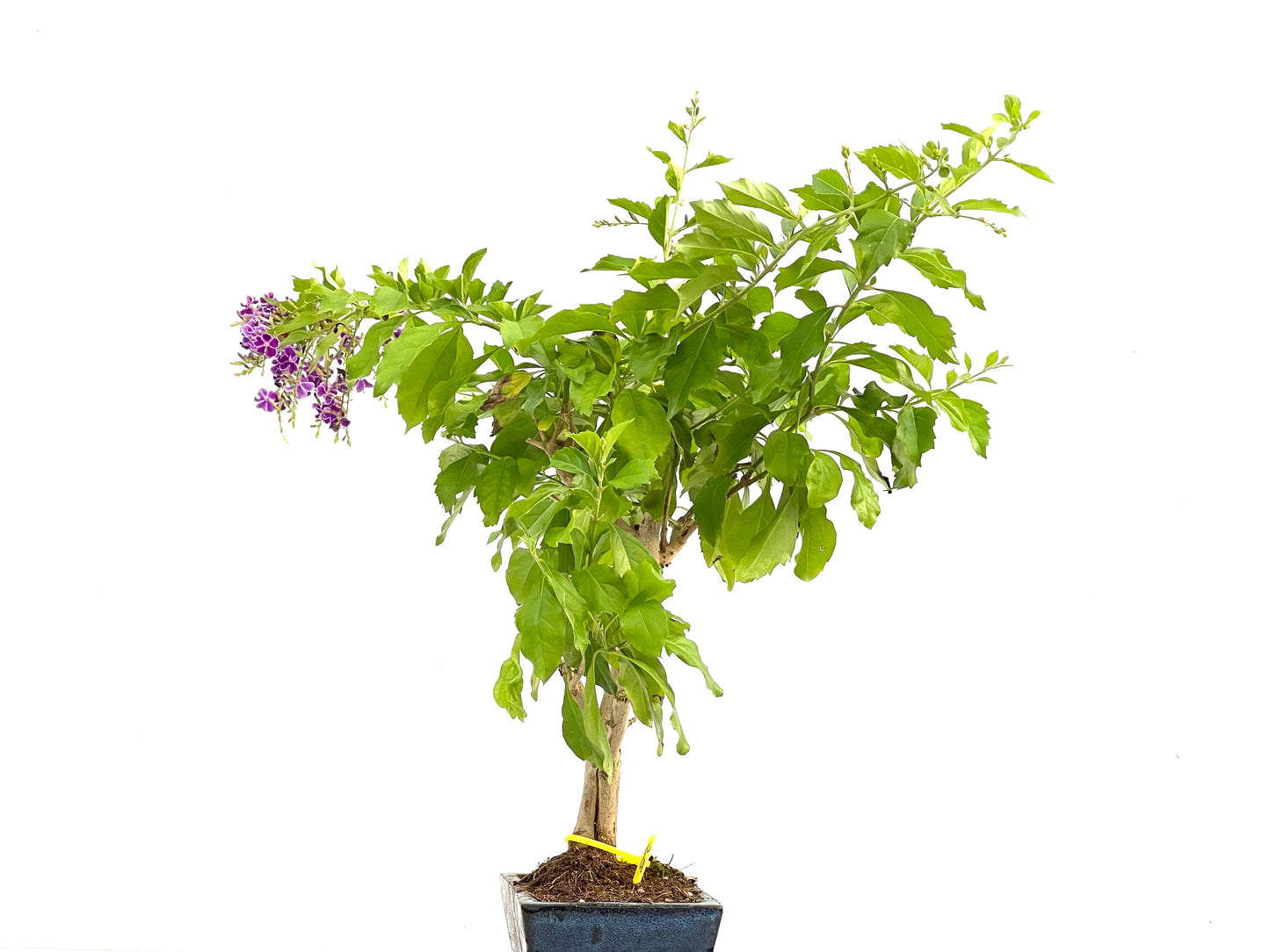 Durantha Repens 2763