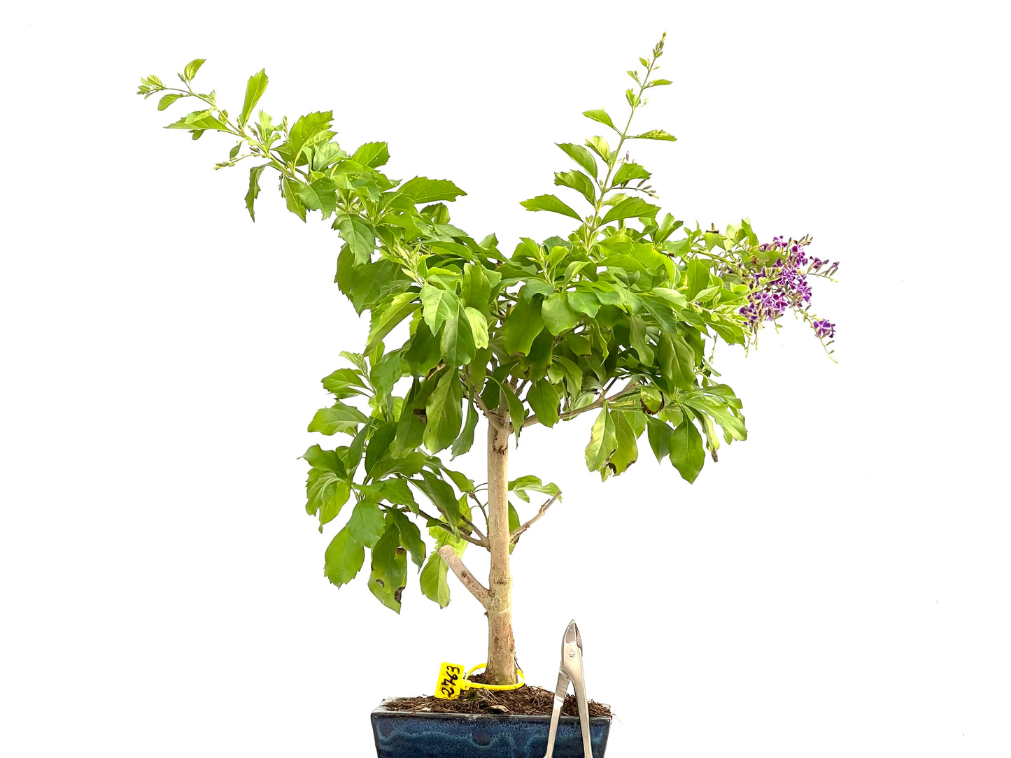 Durantha Repens 2763