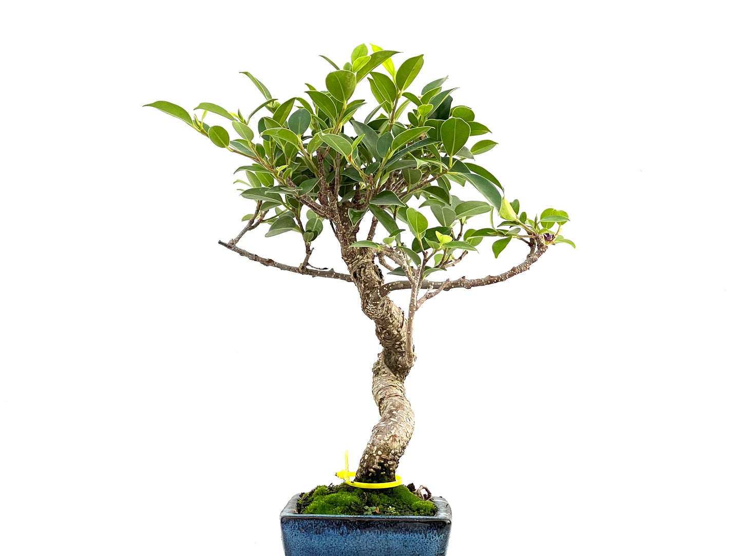 Ficus Tiger Bark 2759