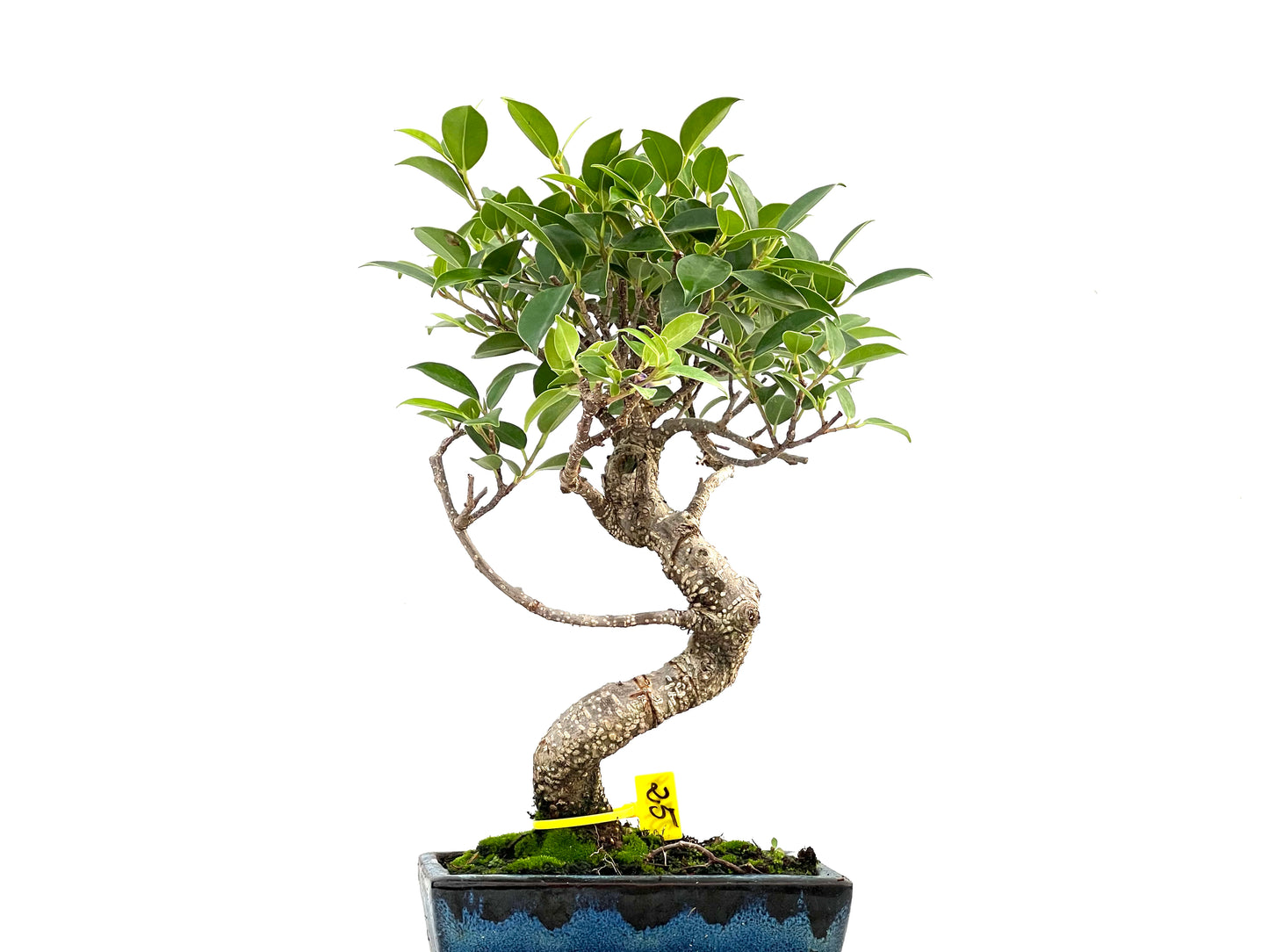 Ficus Tiger Bark 2759