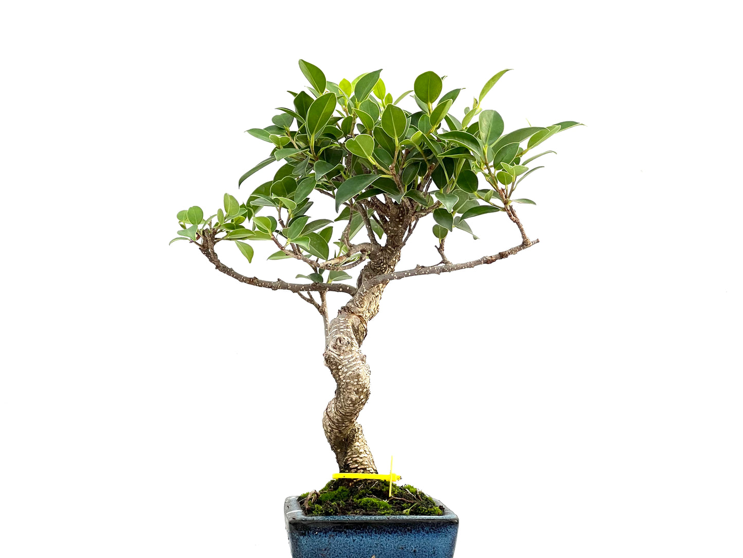 Ficus Tiger Bark 2759