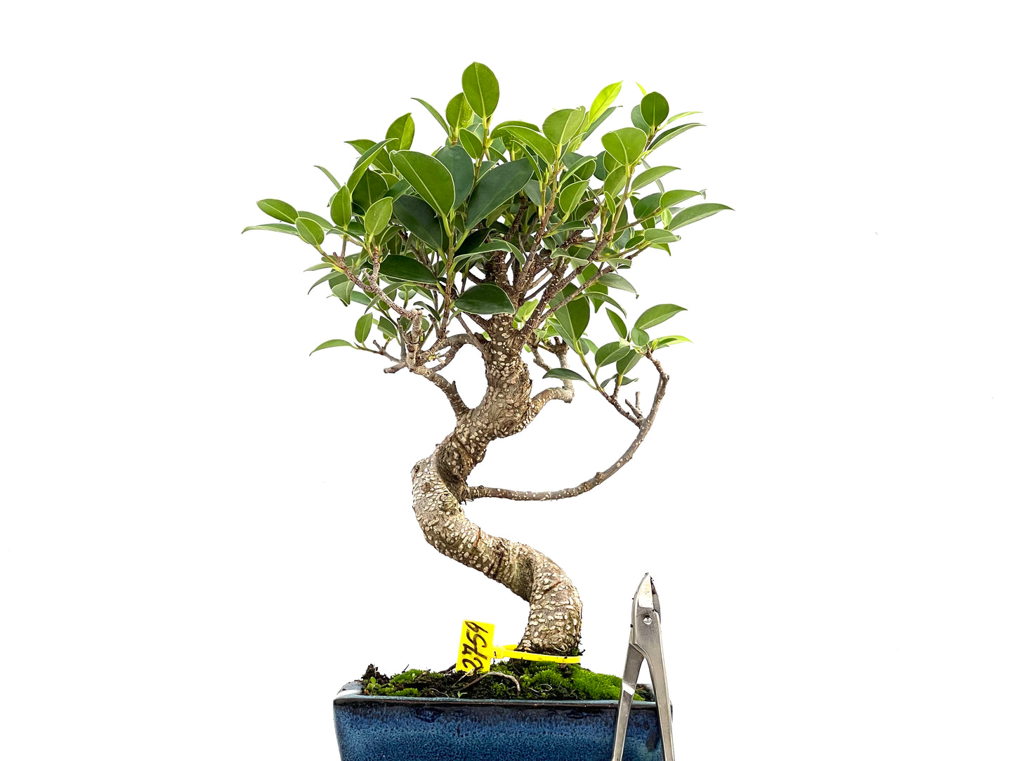 Ficus Tiger Bark 2759
