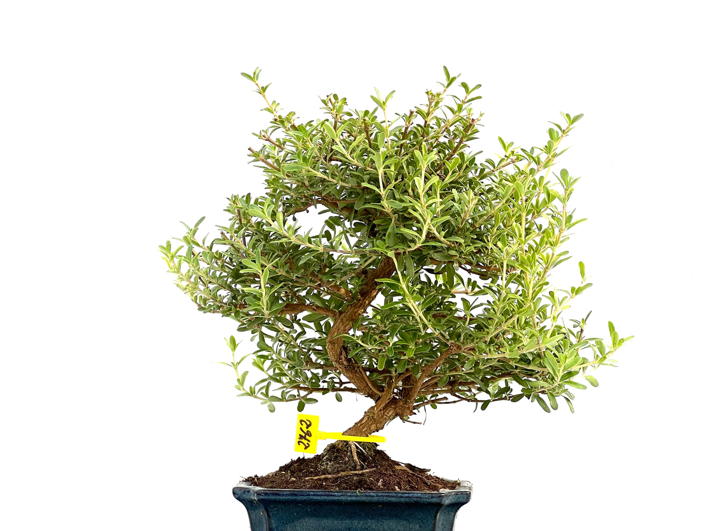 Coprosma 2762