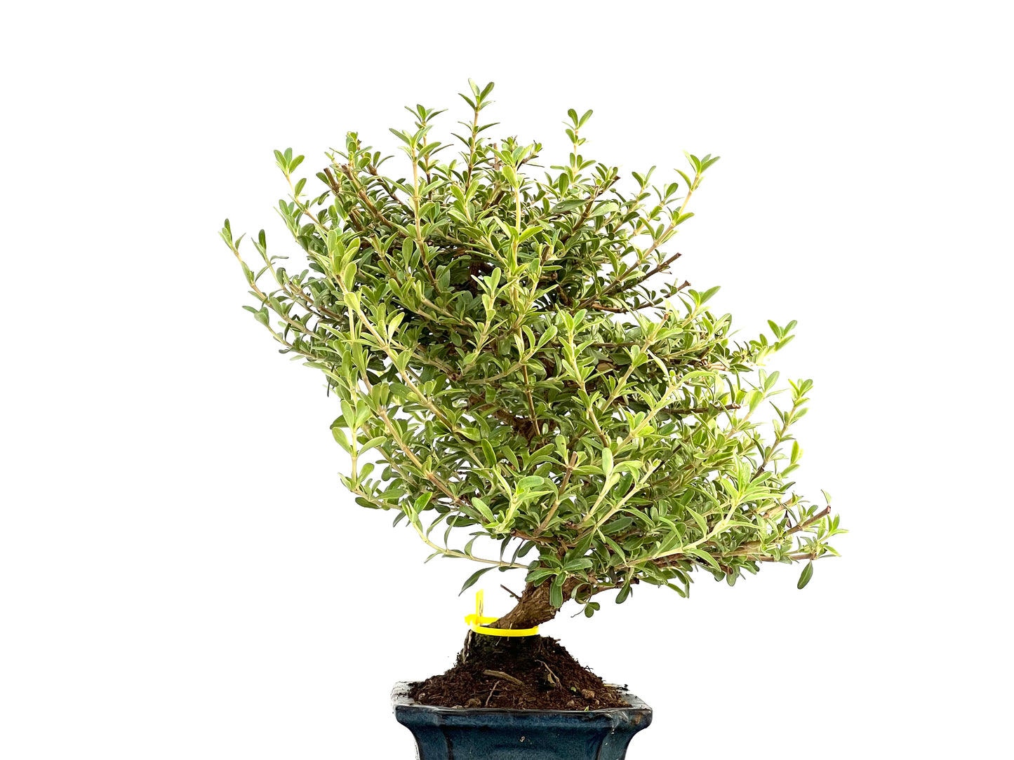 Coprosma 2762
