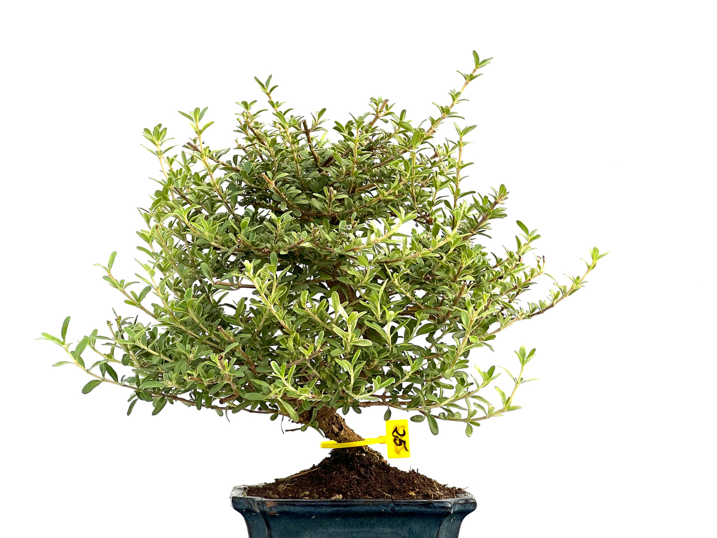 Coprosma 2762